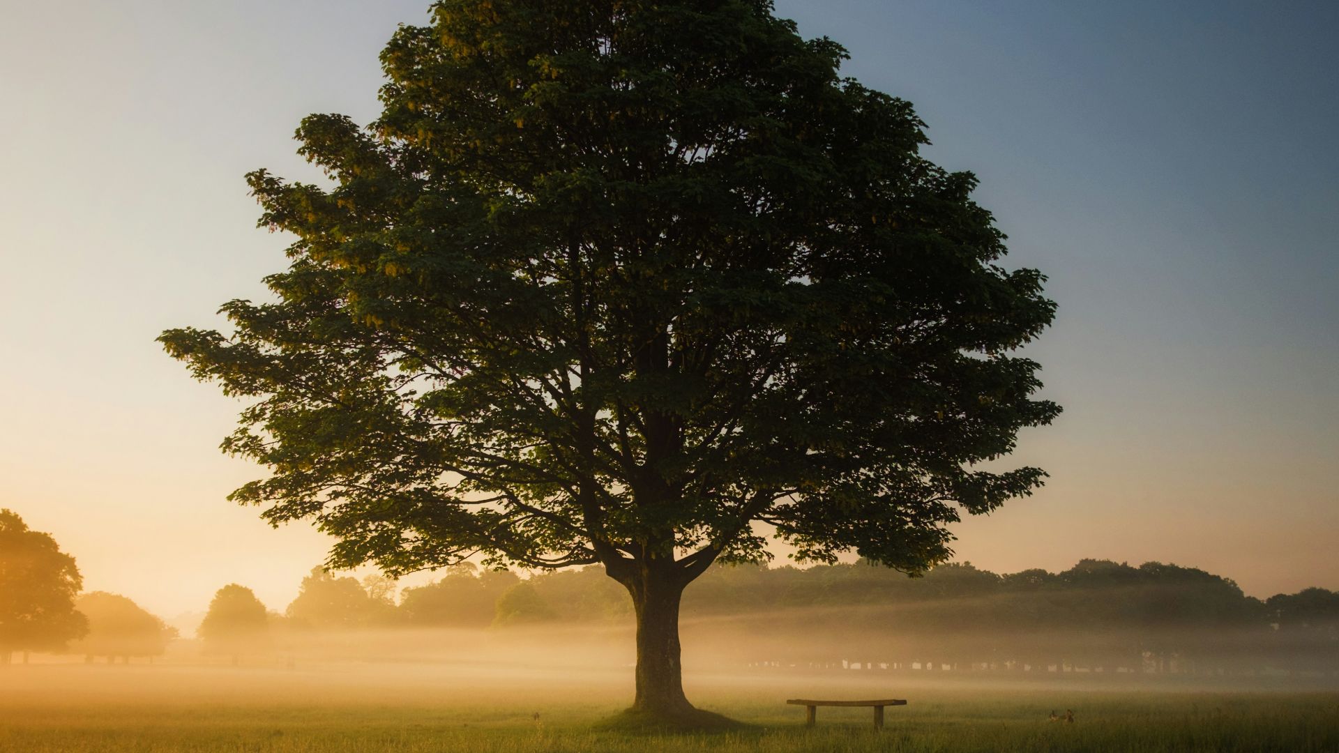 9. L'arbre généreux, de Shel Silverstein