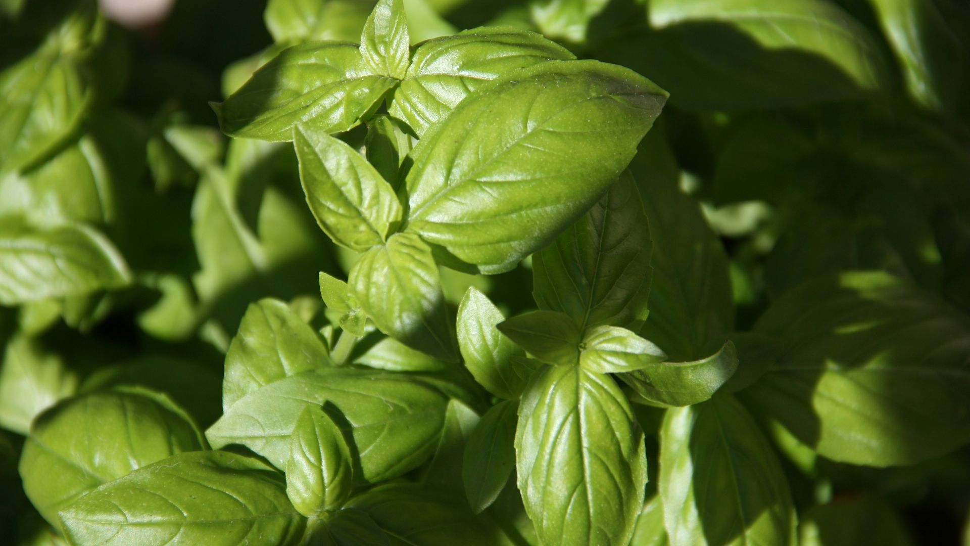 3. Basilic