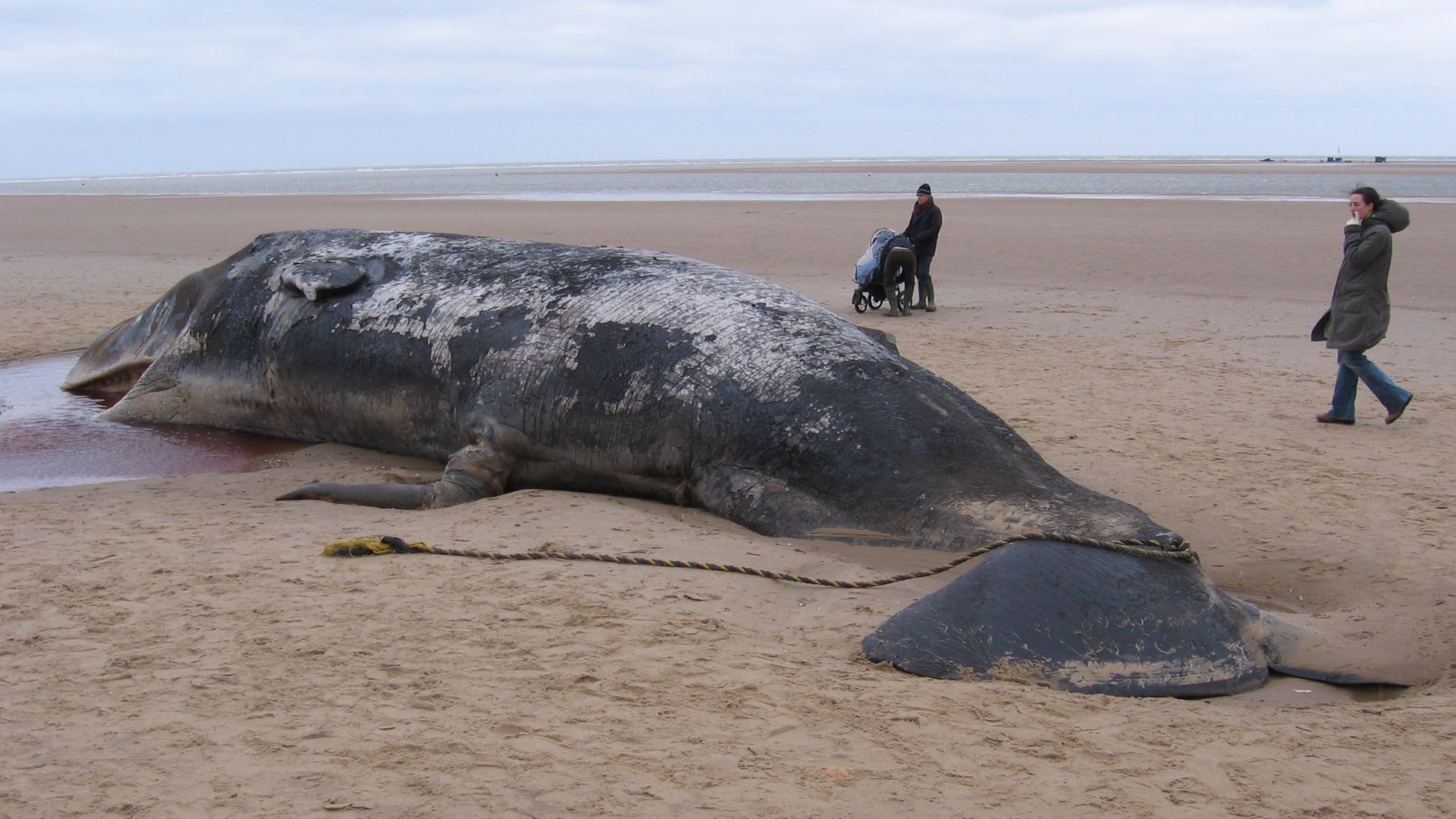 18. Une situation explosive avec une baleine