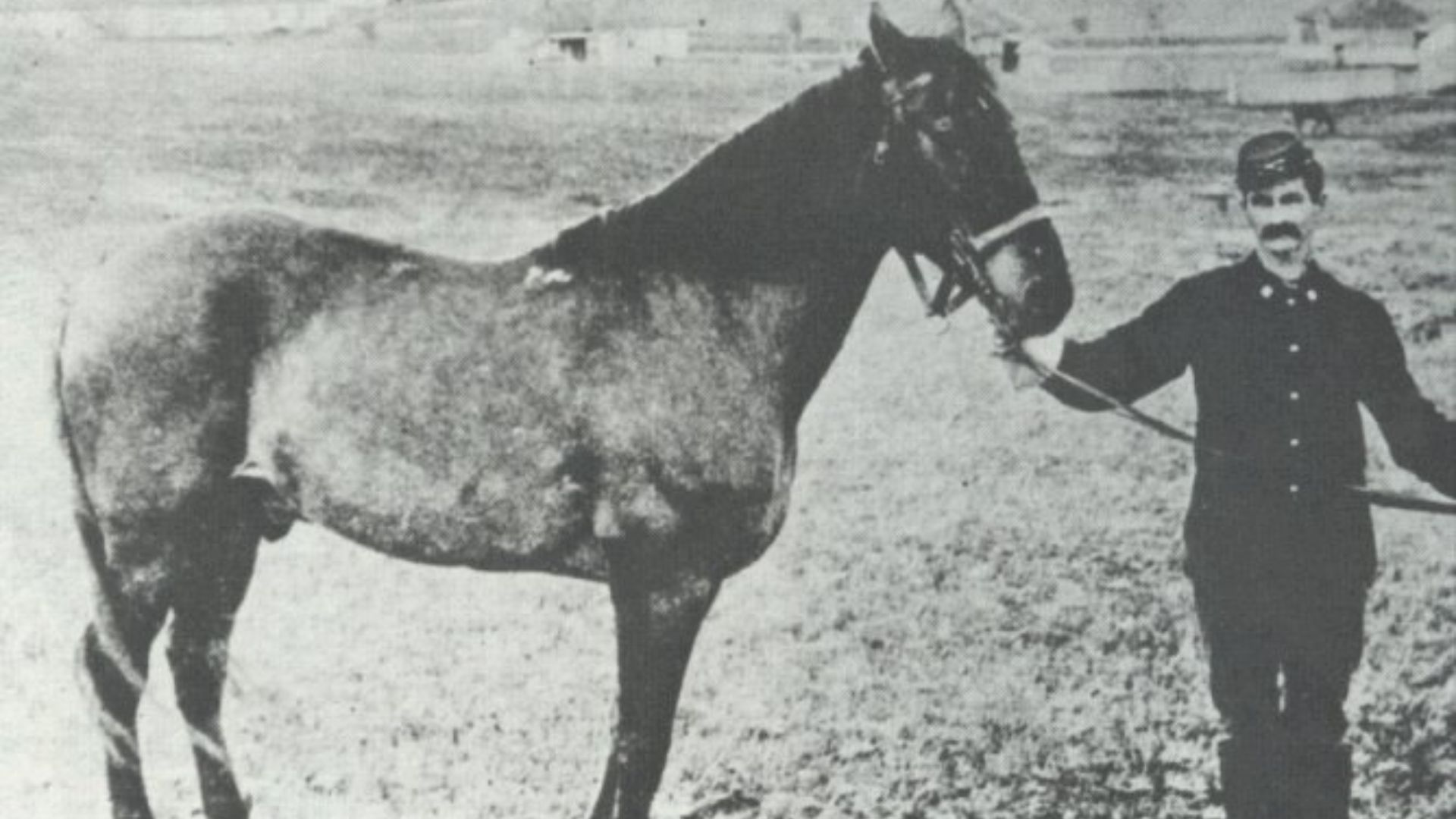 6. Comanche : le survivant de Little Bighorn