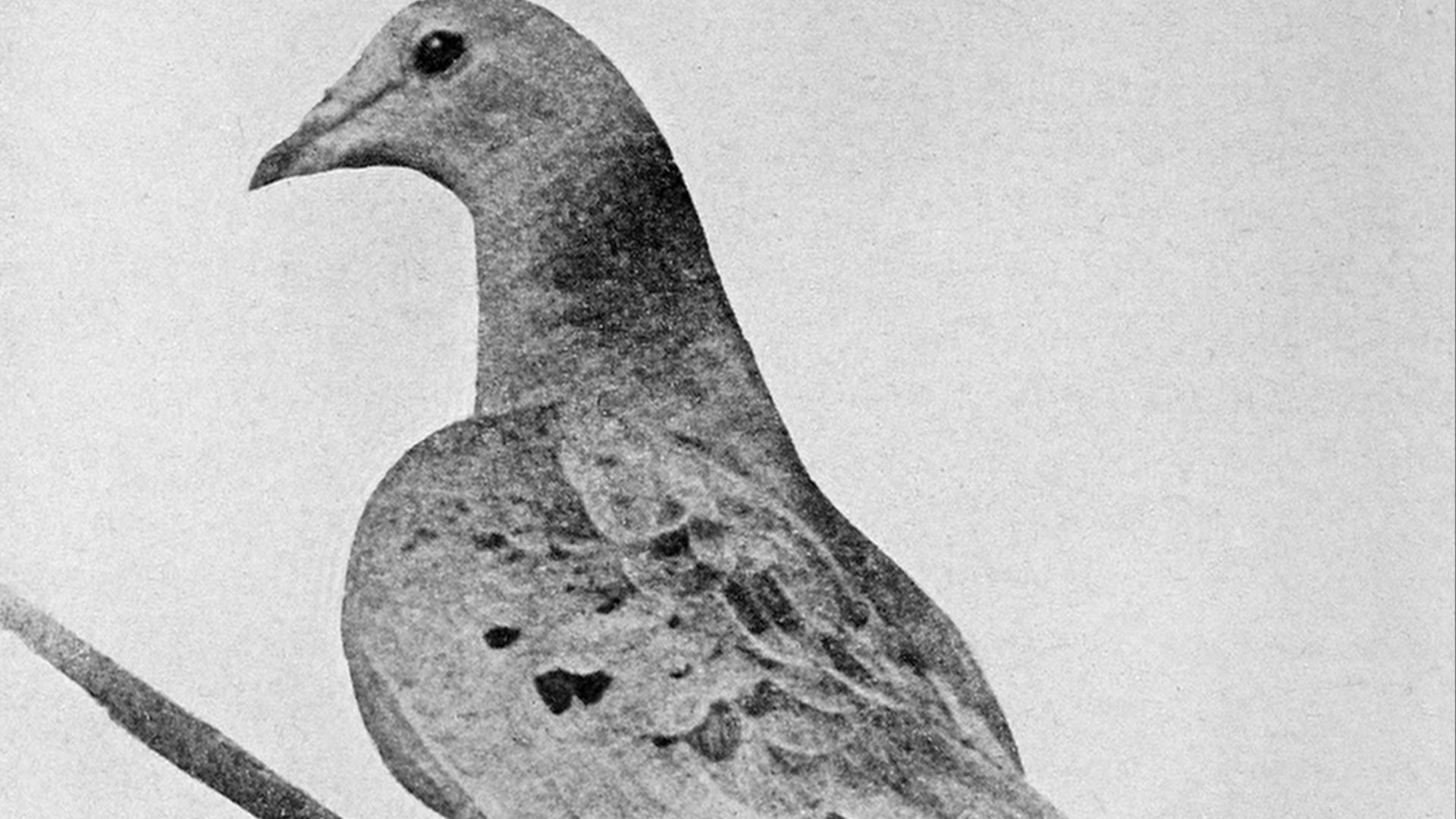 20. Martha, la colombe migratoire