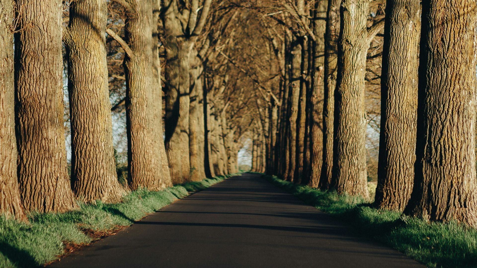 3. Les arbres qui obstruent la vue