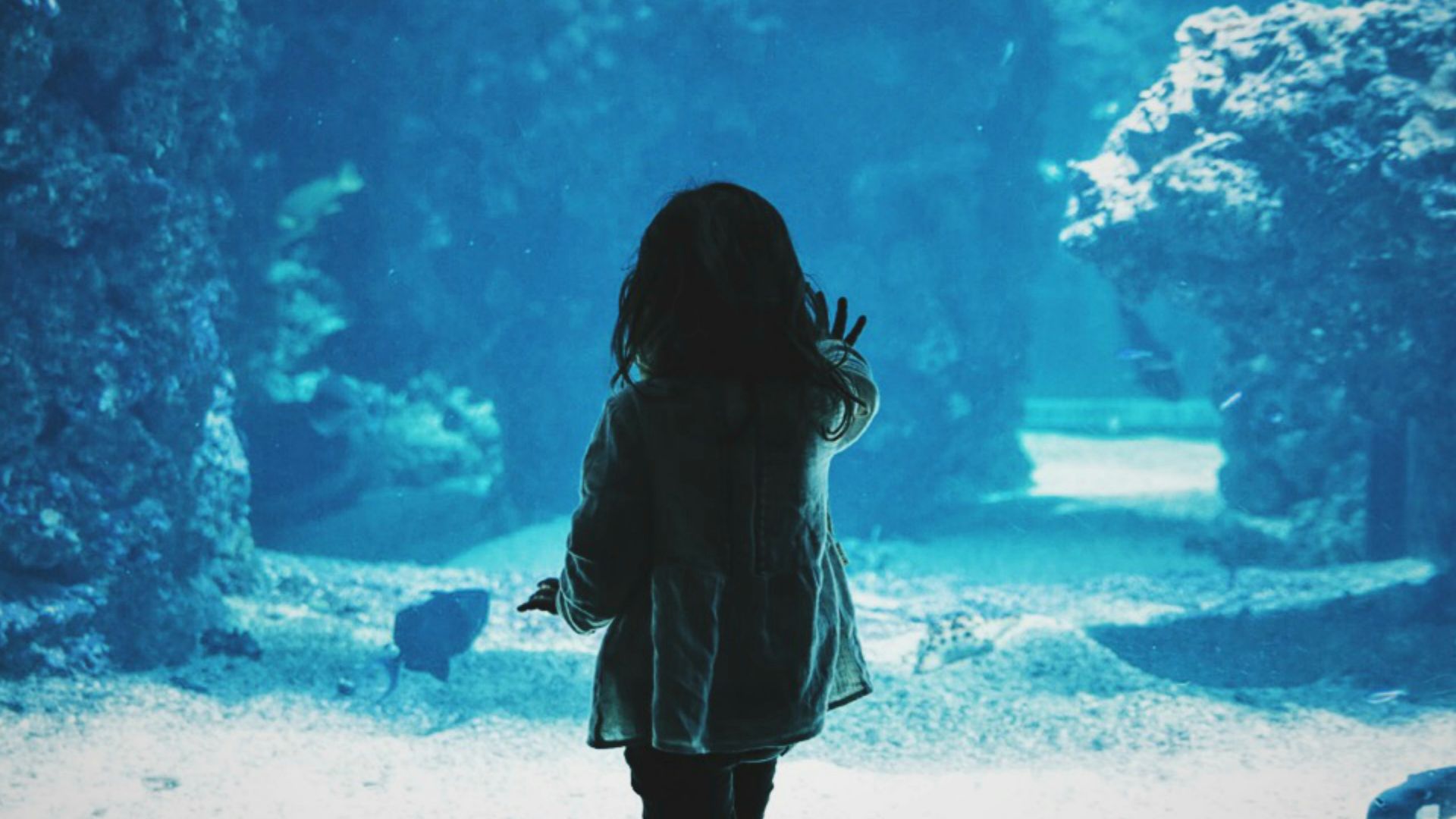 20. L'engouement pour l'aquariophilie domestique