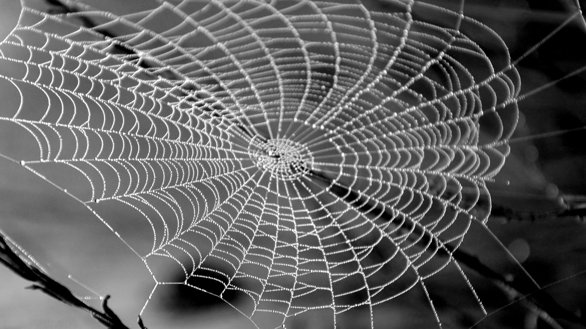 3. Charlotte’s Web