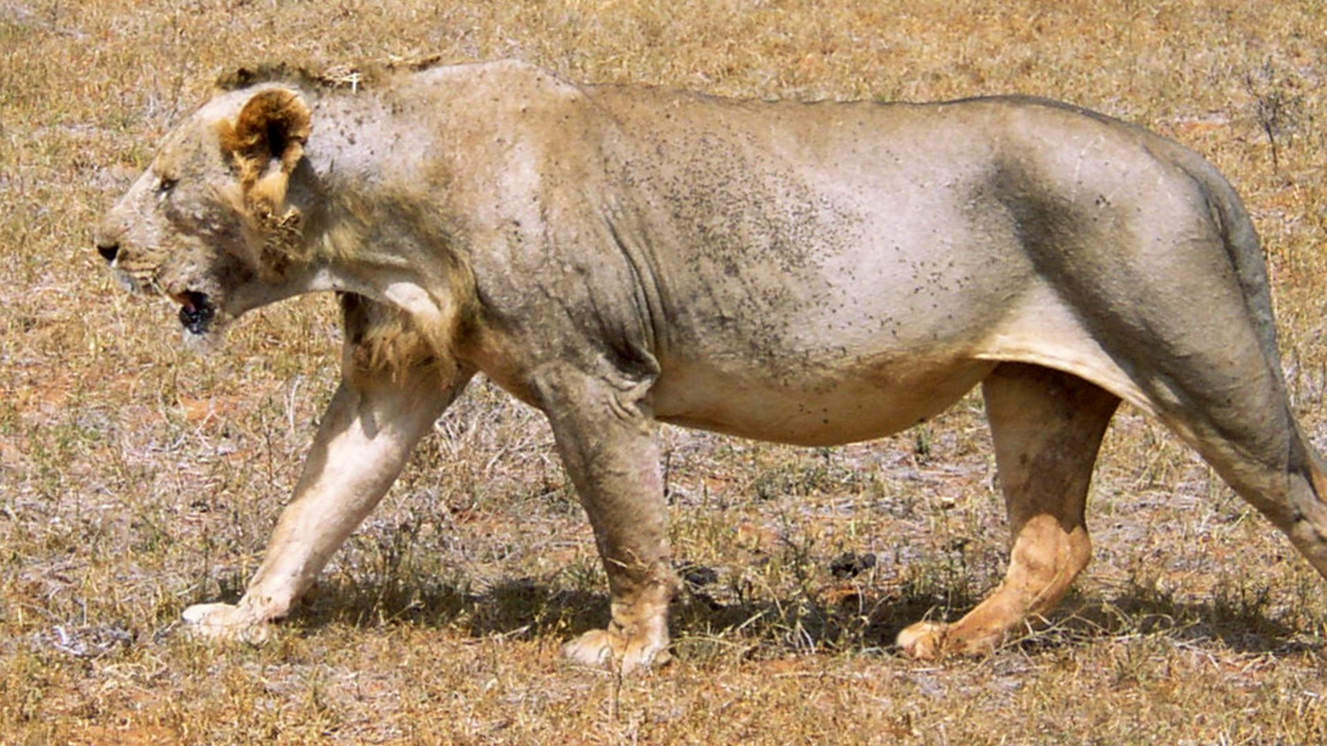 15. Les victimes des « Mangeurs d'hommes de Tsavo » (1898)