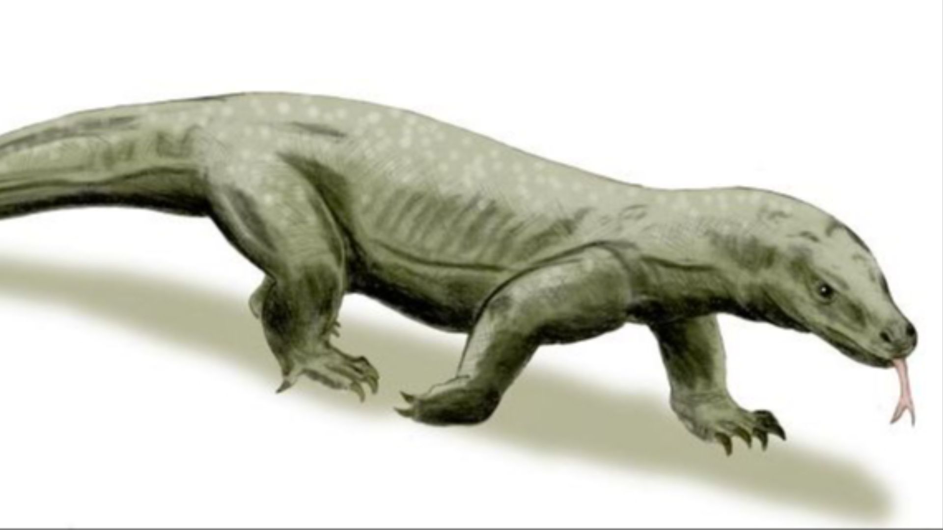 20. Megalania