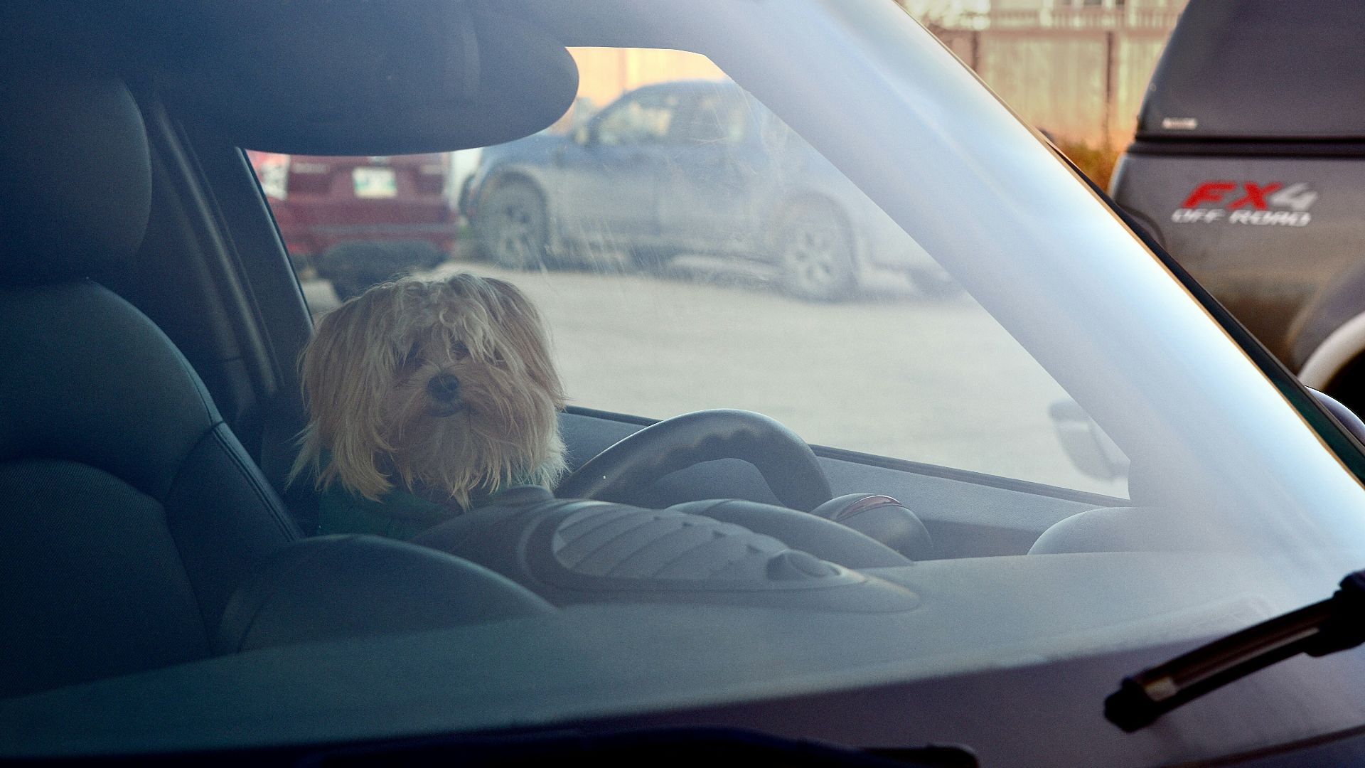 15. Laisser des enfants ou des animaux domestiques dans la voiture