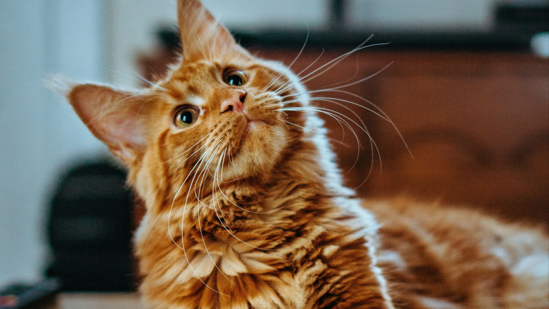 14. Obsession pour les animaux de compagnie