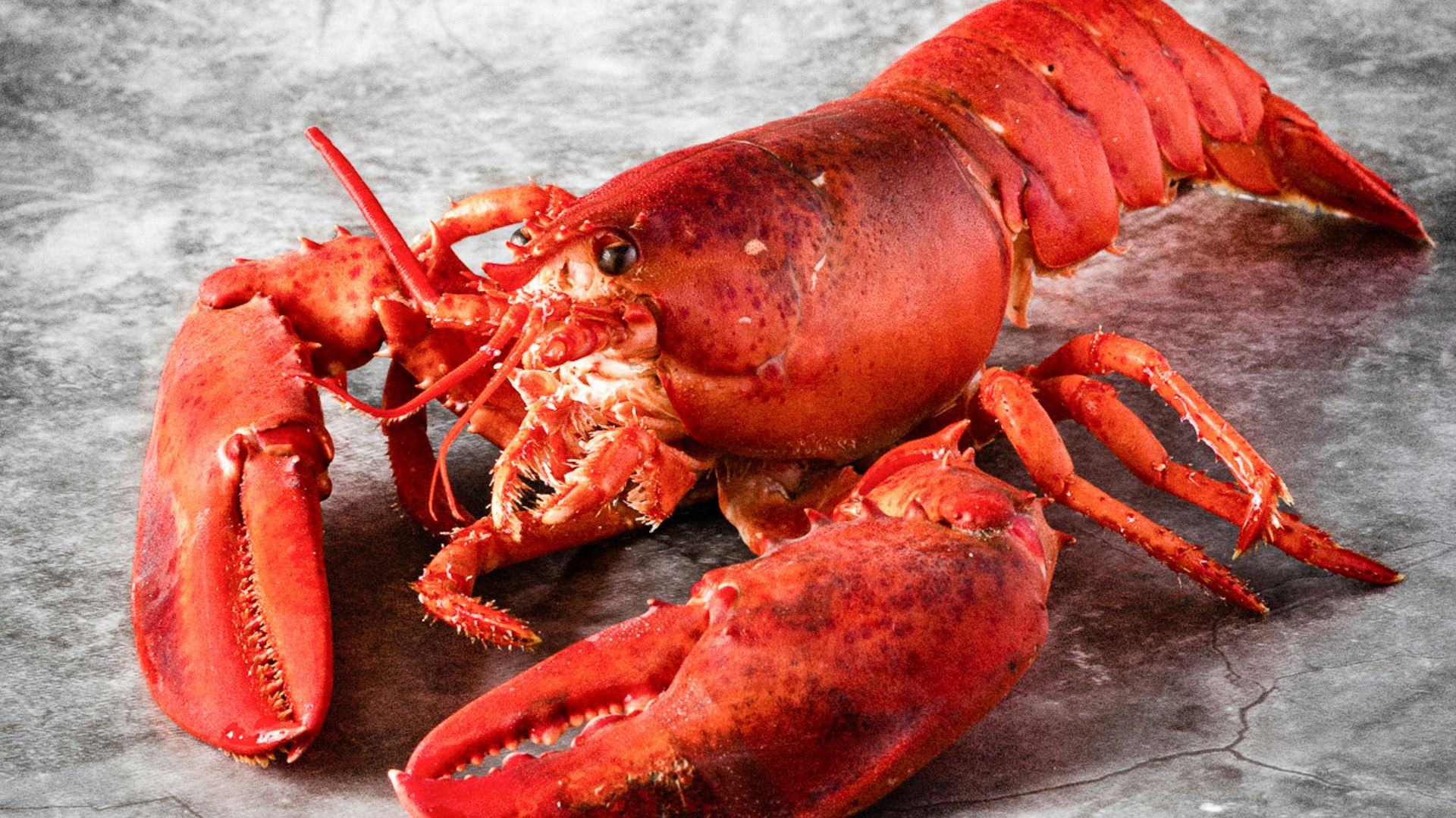 1. Homard