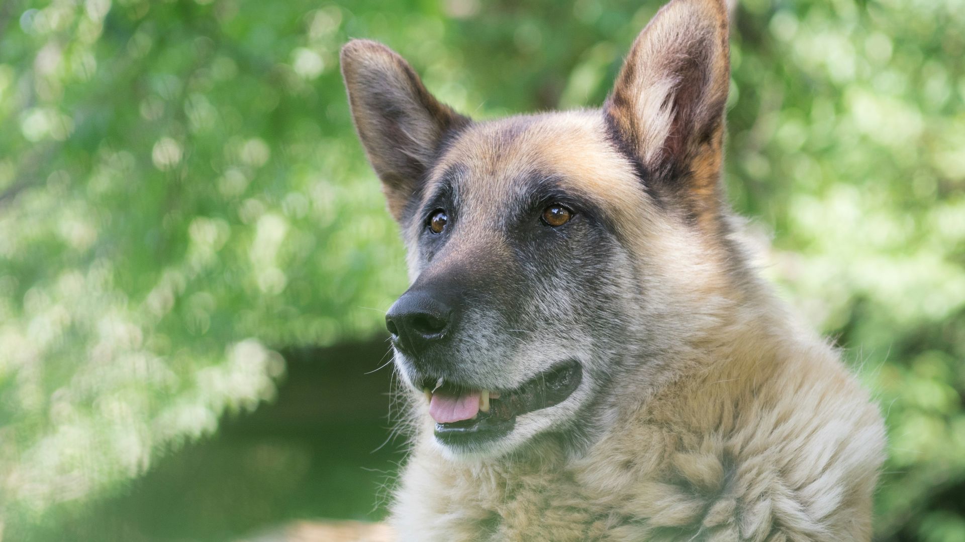 4. Adoptez un animal de compagnie âgé