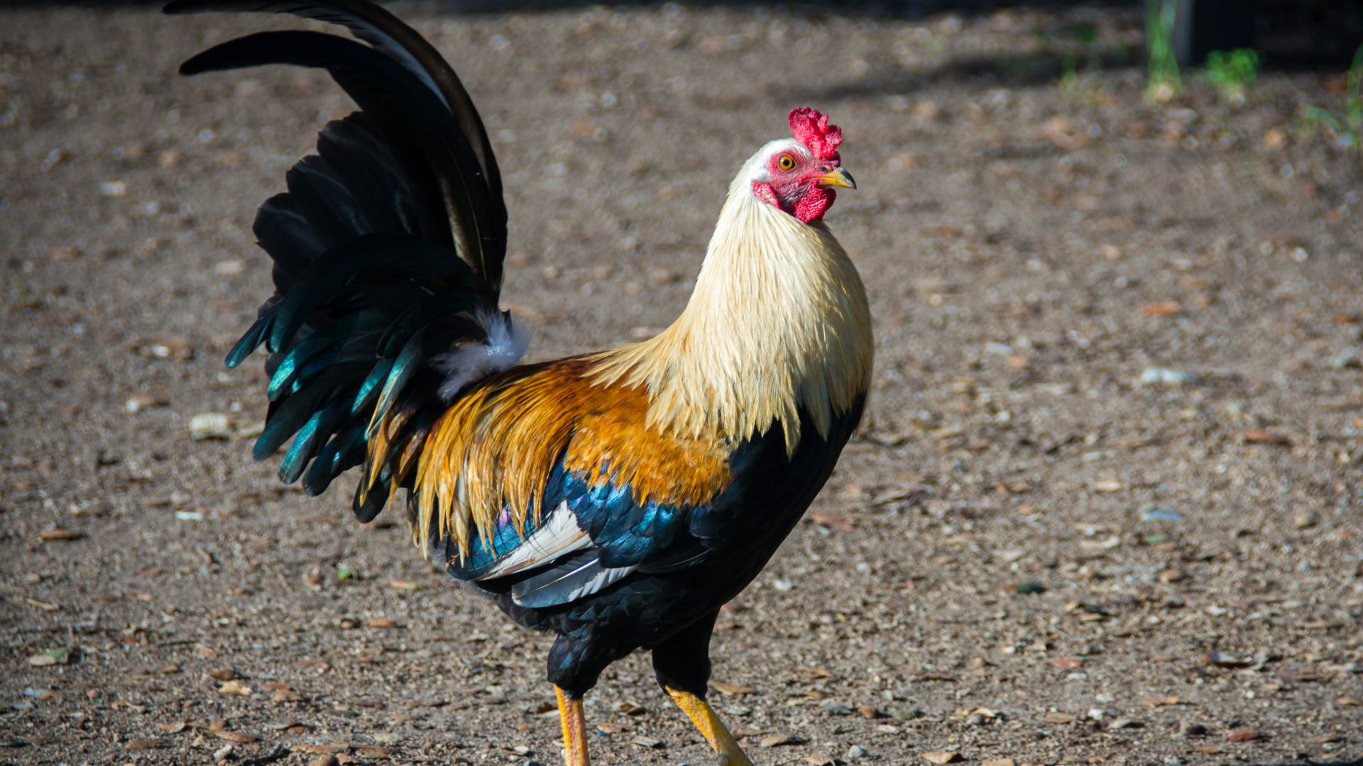 12. Jose Miller et le coq « de combat » (années 1980)