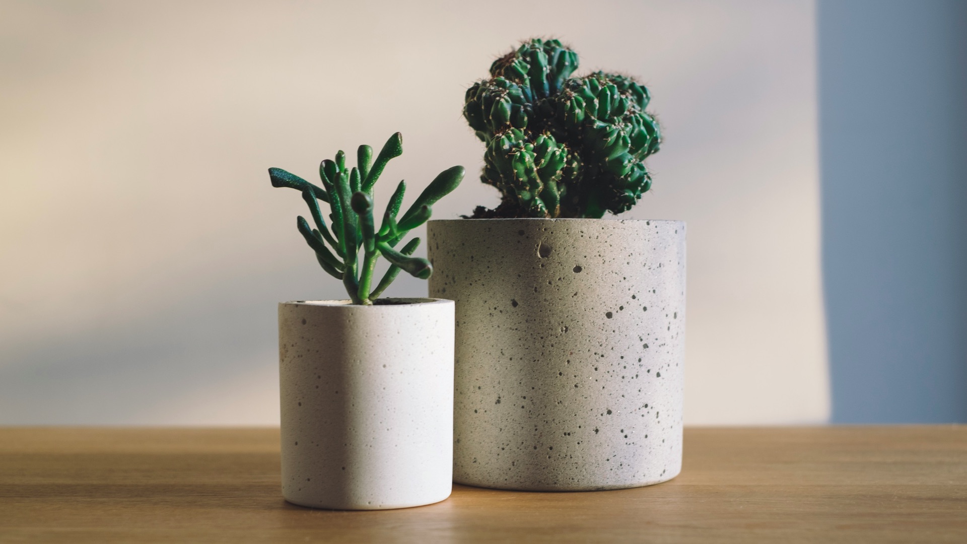 11. Plantes en pot
