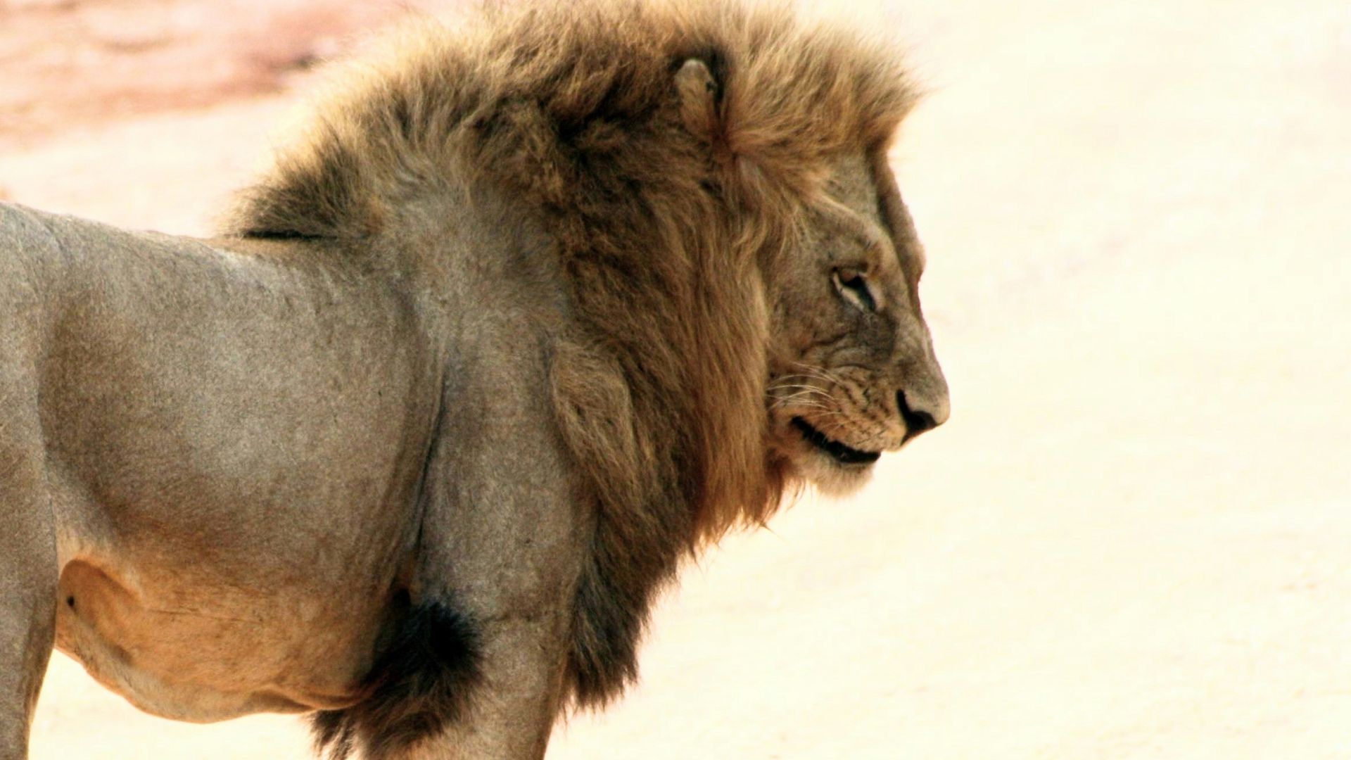 5. Le passé de dompteur de lions de Christopher Walken