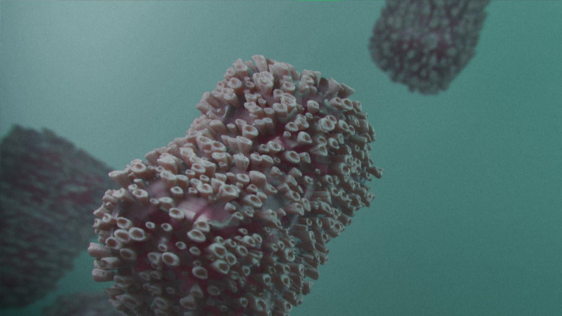 6. L'herpèsvirus comme bouclier