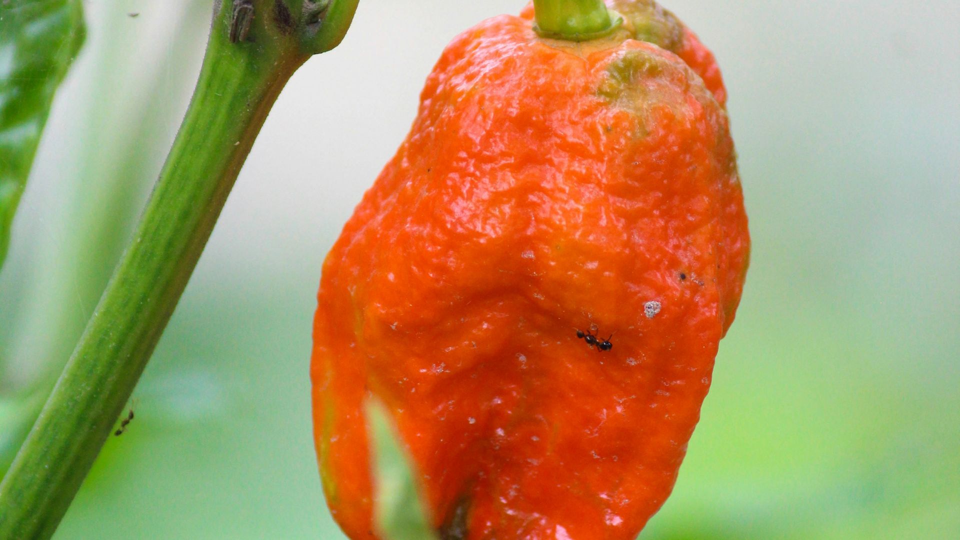 9. La puissance du piment Ghost Pepper
