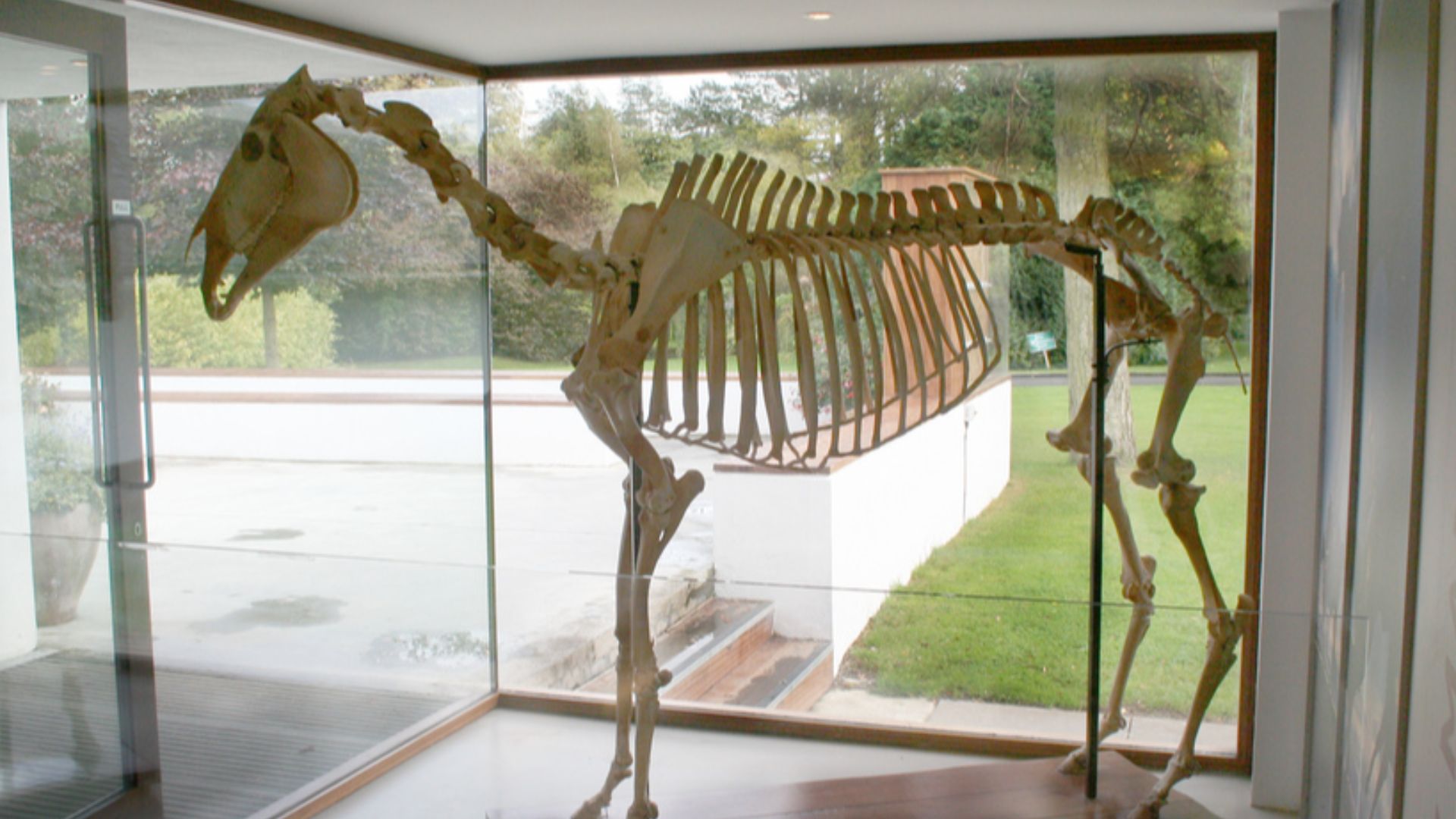 18. Arkle : le plus grand exploit de l'Irlande