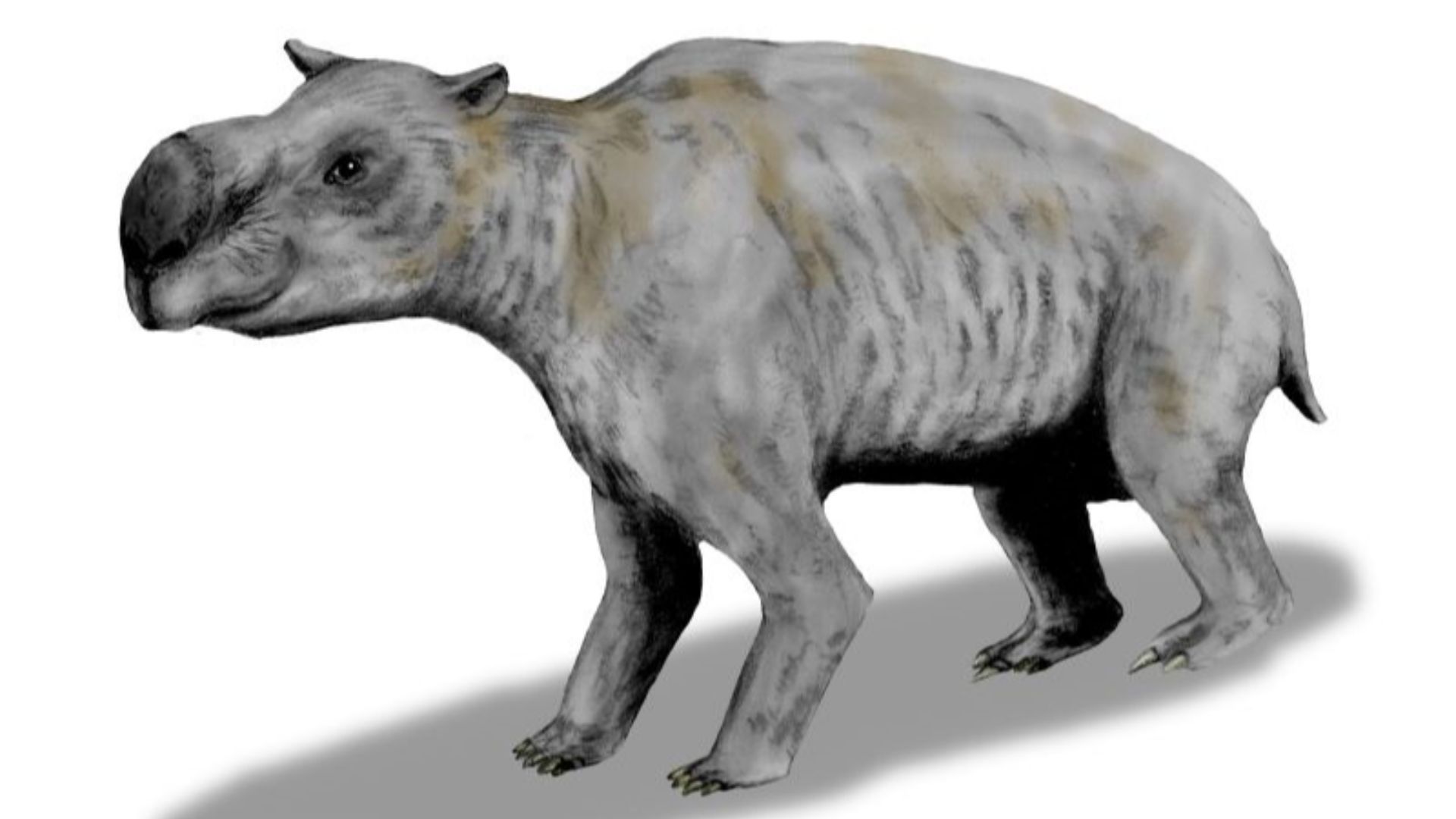 15. Diprotodon