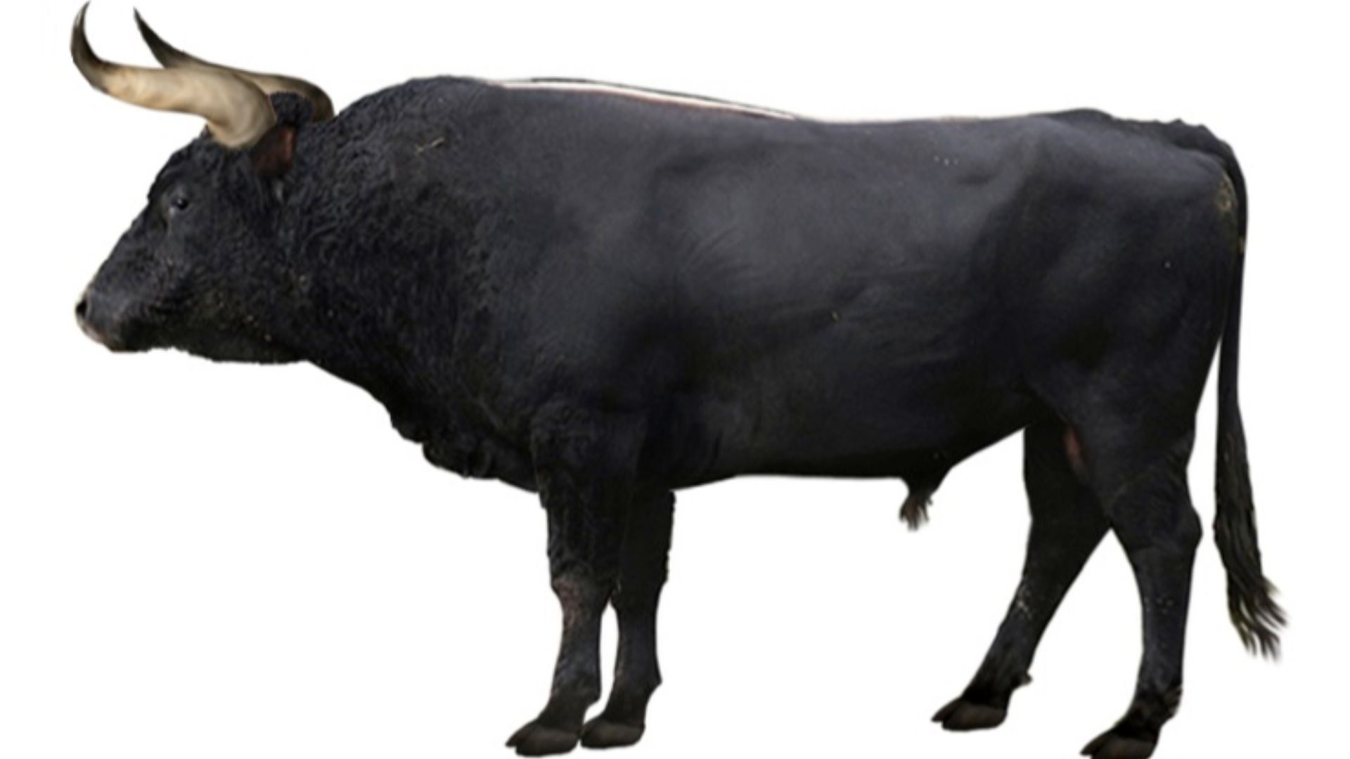 13. Aurochs