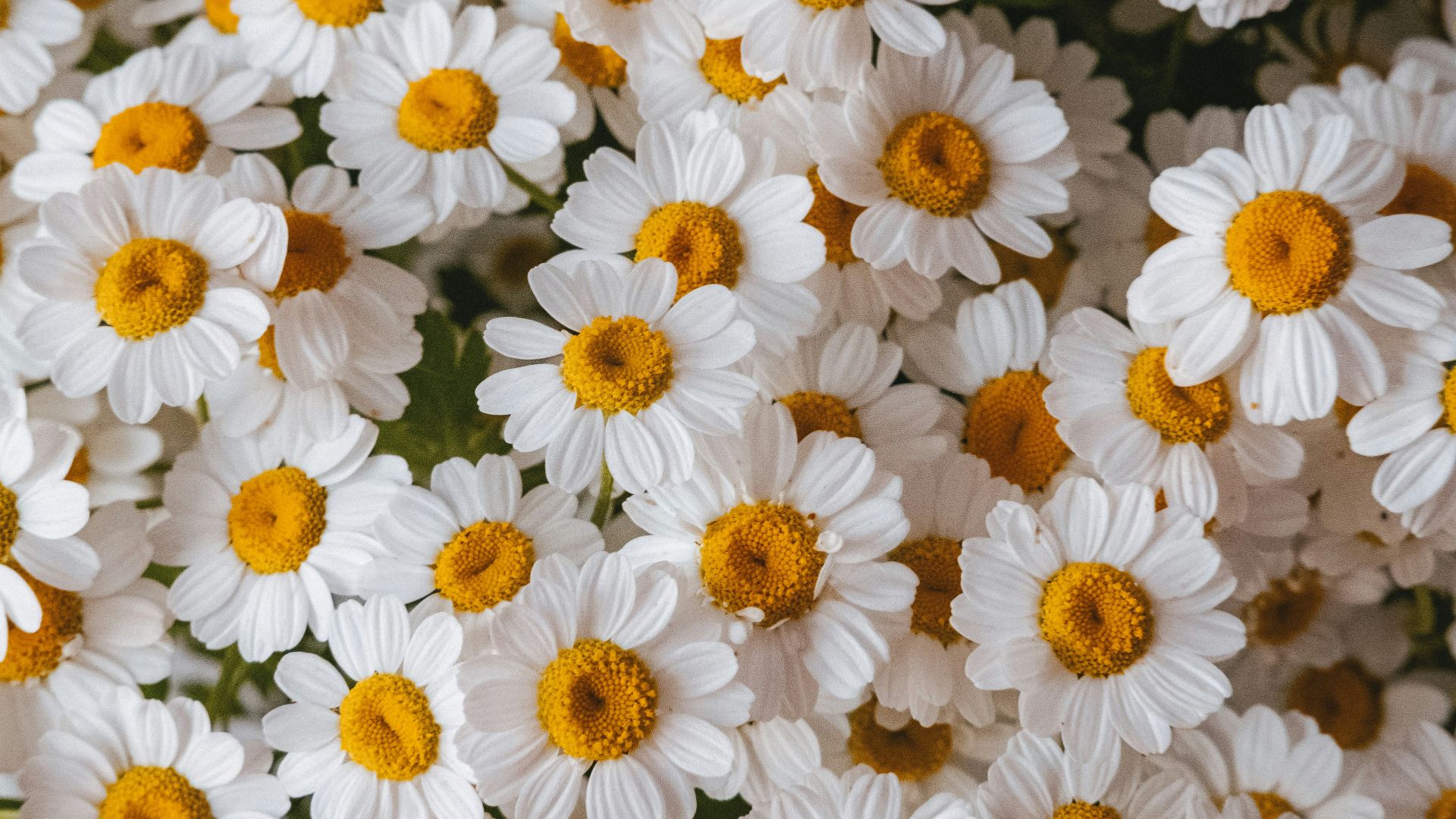 10. La camomille pour la détente