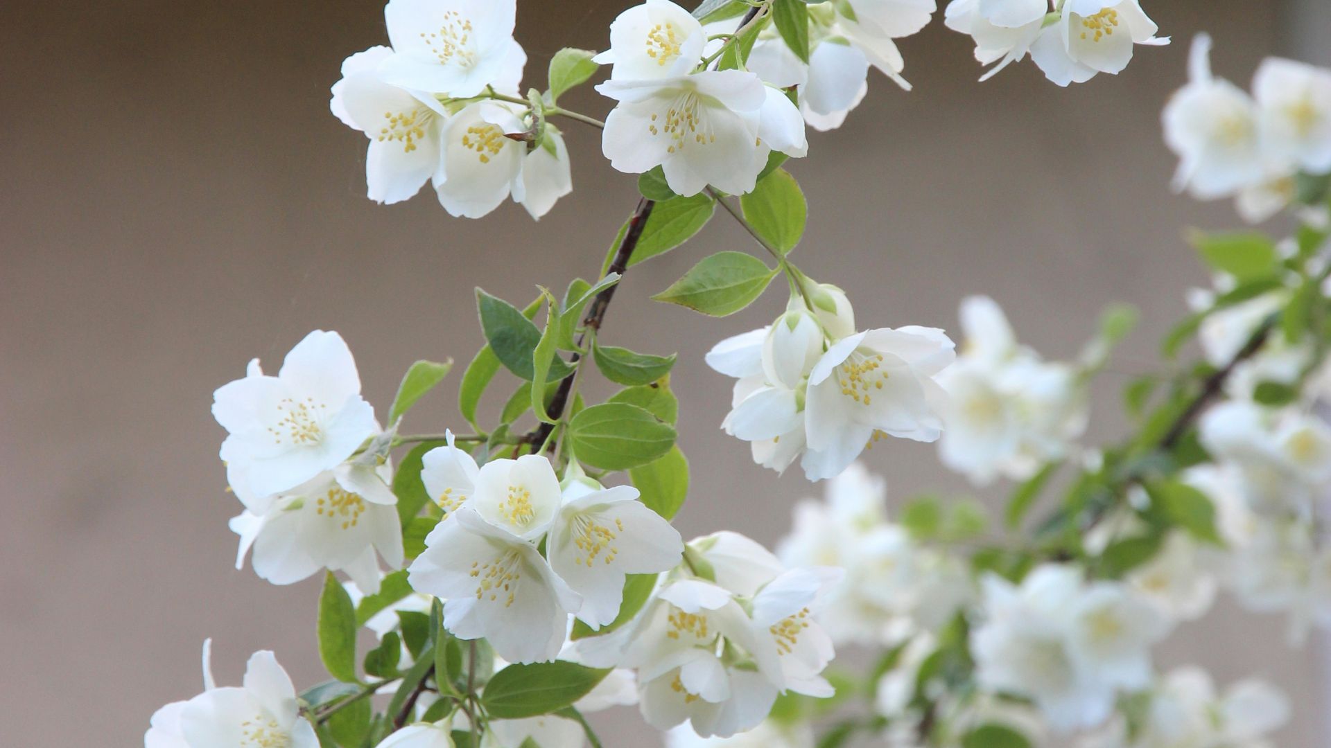 15. Jasmin