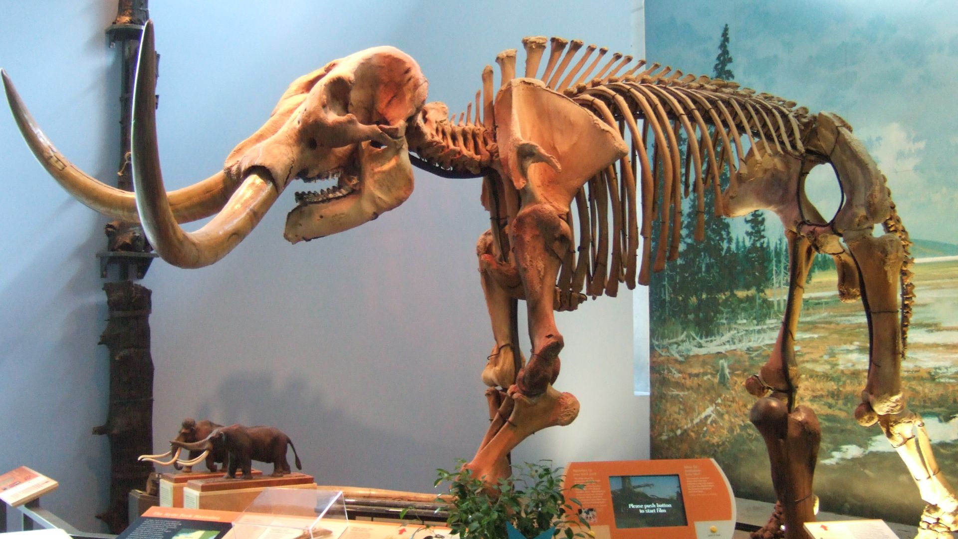 3. Mastodonte américain