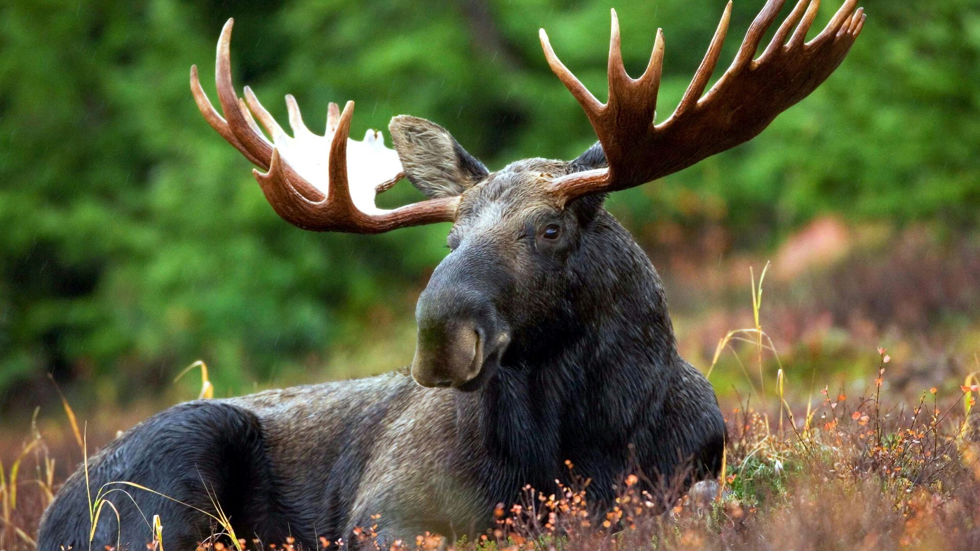 3. Tycho Brahe et son élan de compagnie