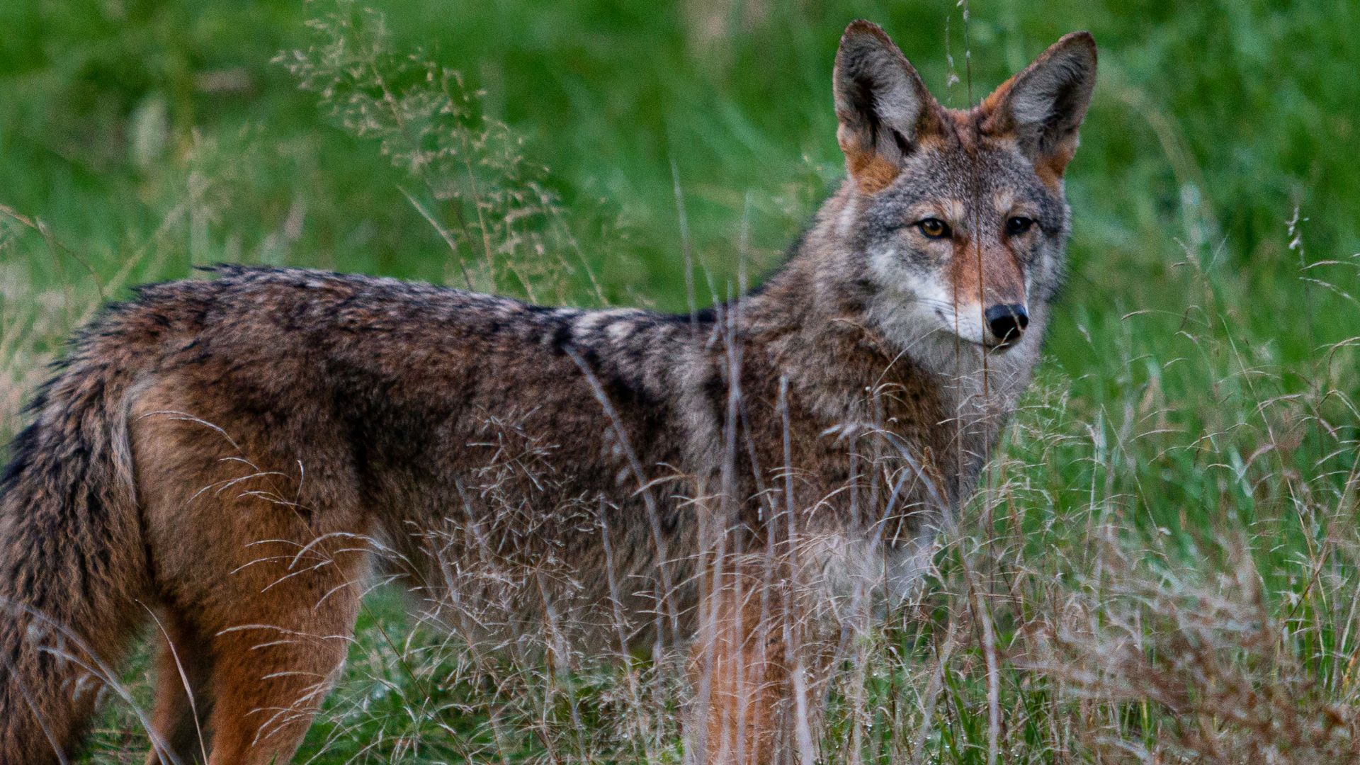 11. Taylor Mitchell et les Coyotes (2009)