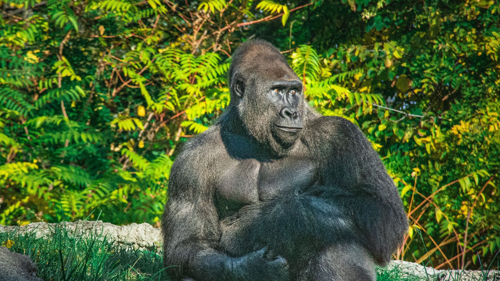 16. Tarzan des singes, d'Edgar Rice Burroughs