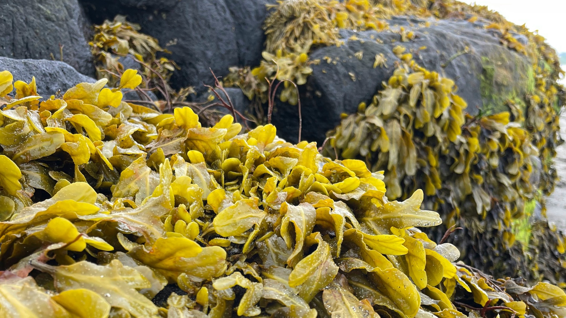 16. Les algues ont besoin d'être protégées la nuit