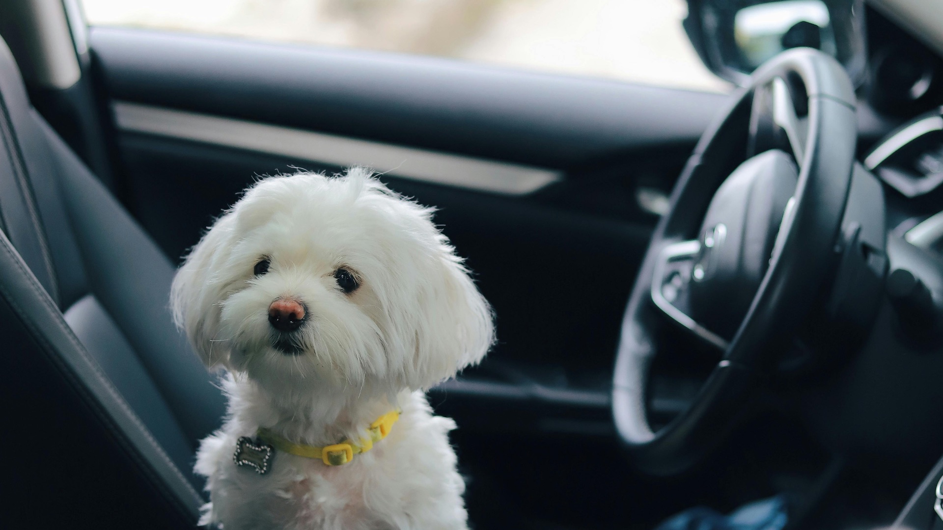 19. Caméra de surveillance pour animaux de compagnie en voiture