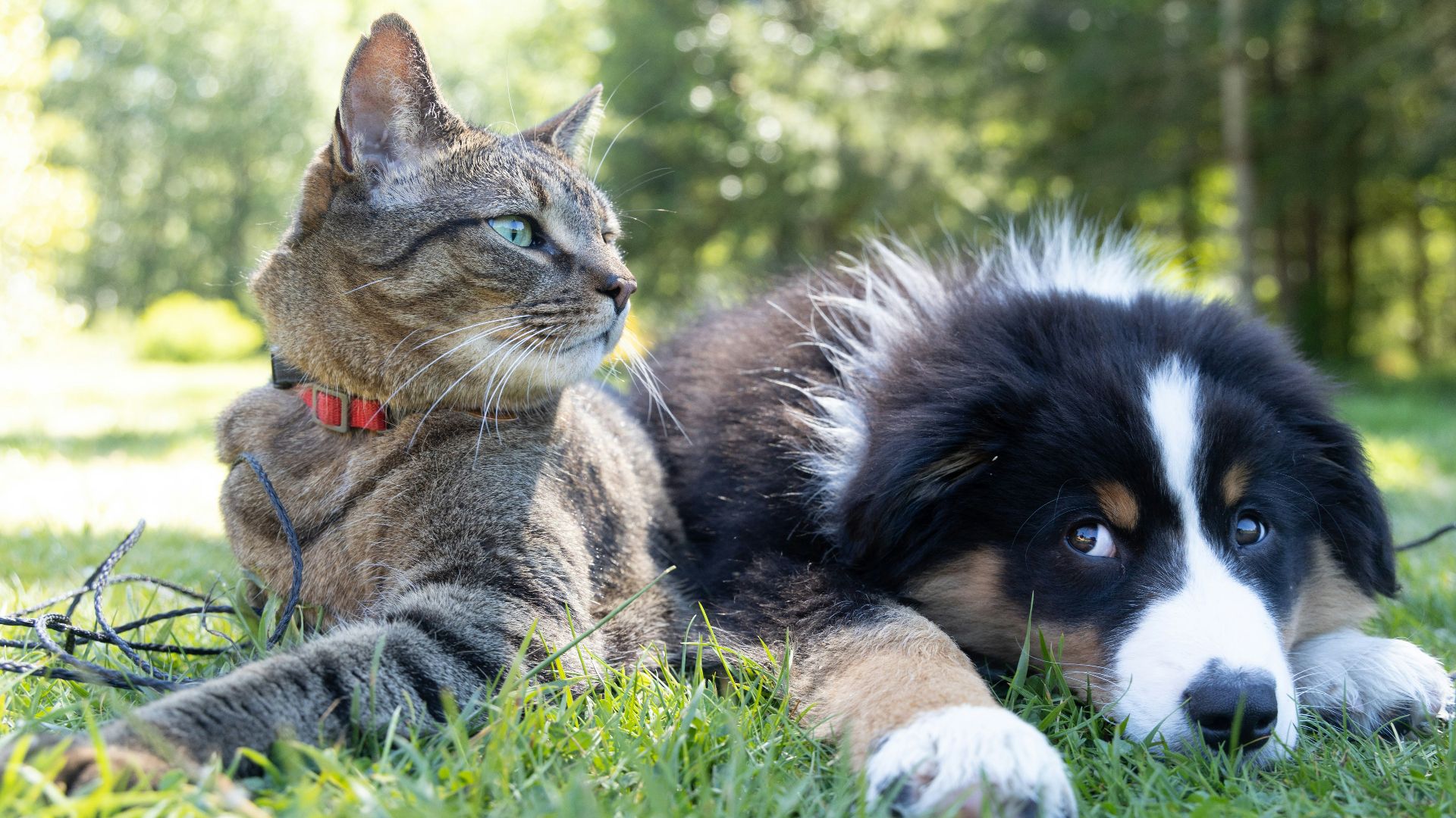 19. Animaux domestiques