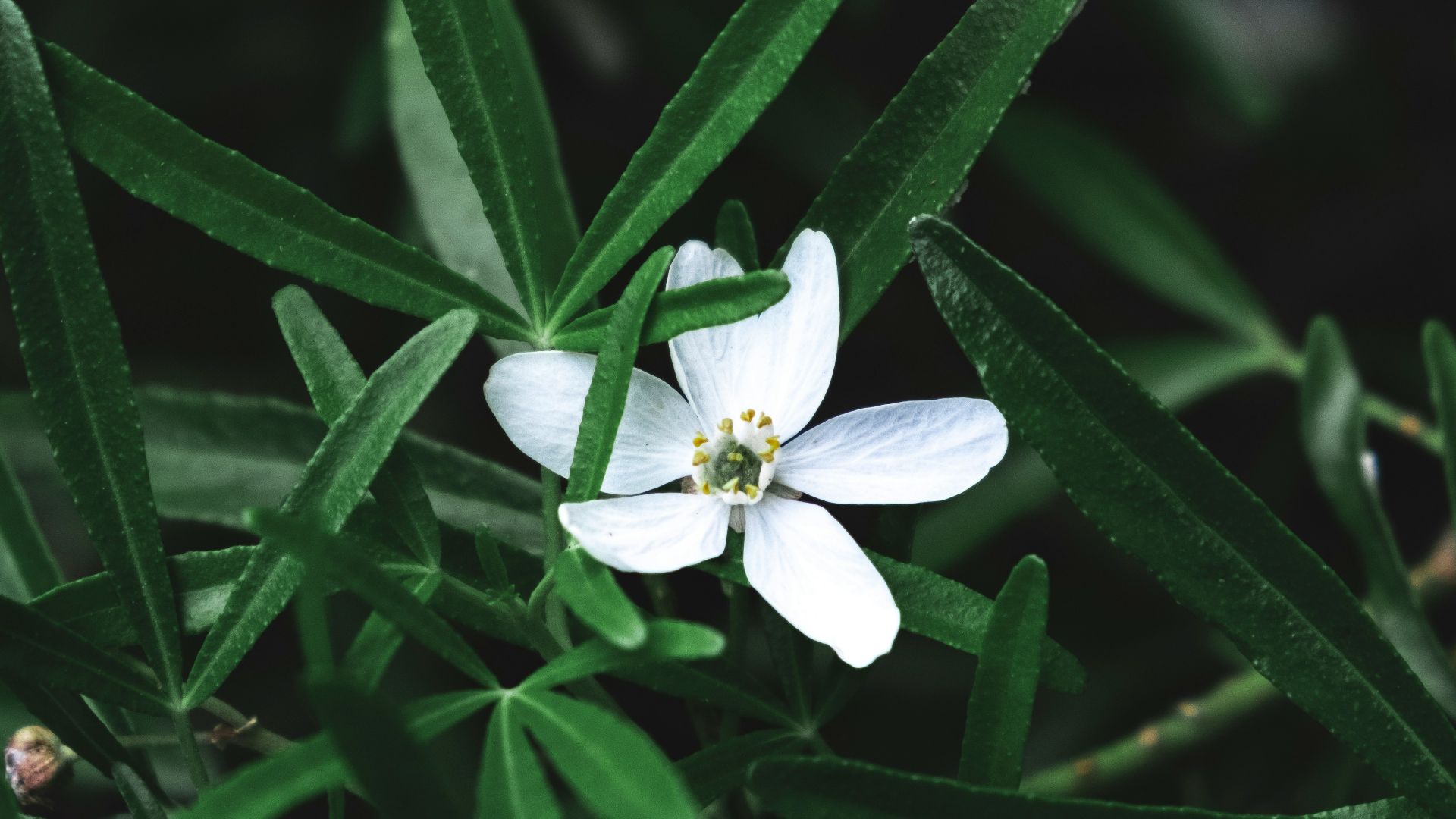 4. Berbérine