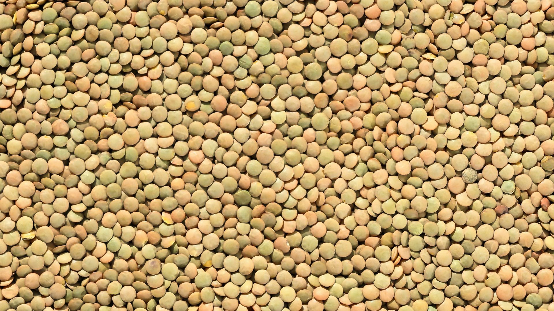 1. Lentilles sèches