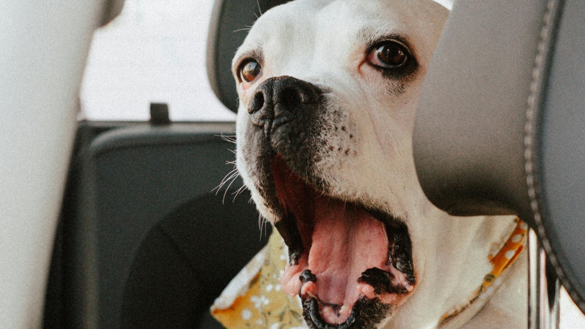 4. Barrière de sécurité pour chien en voiture
