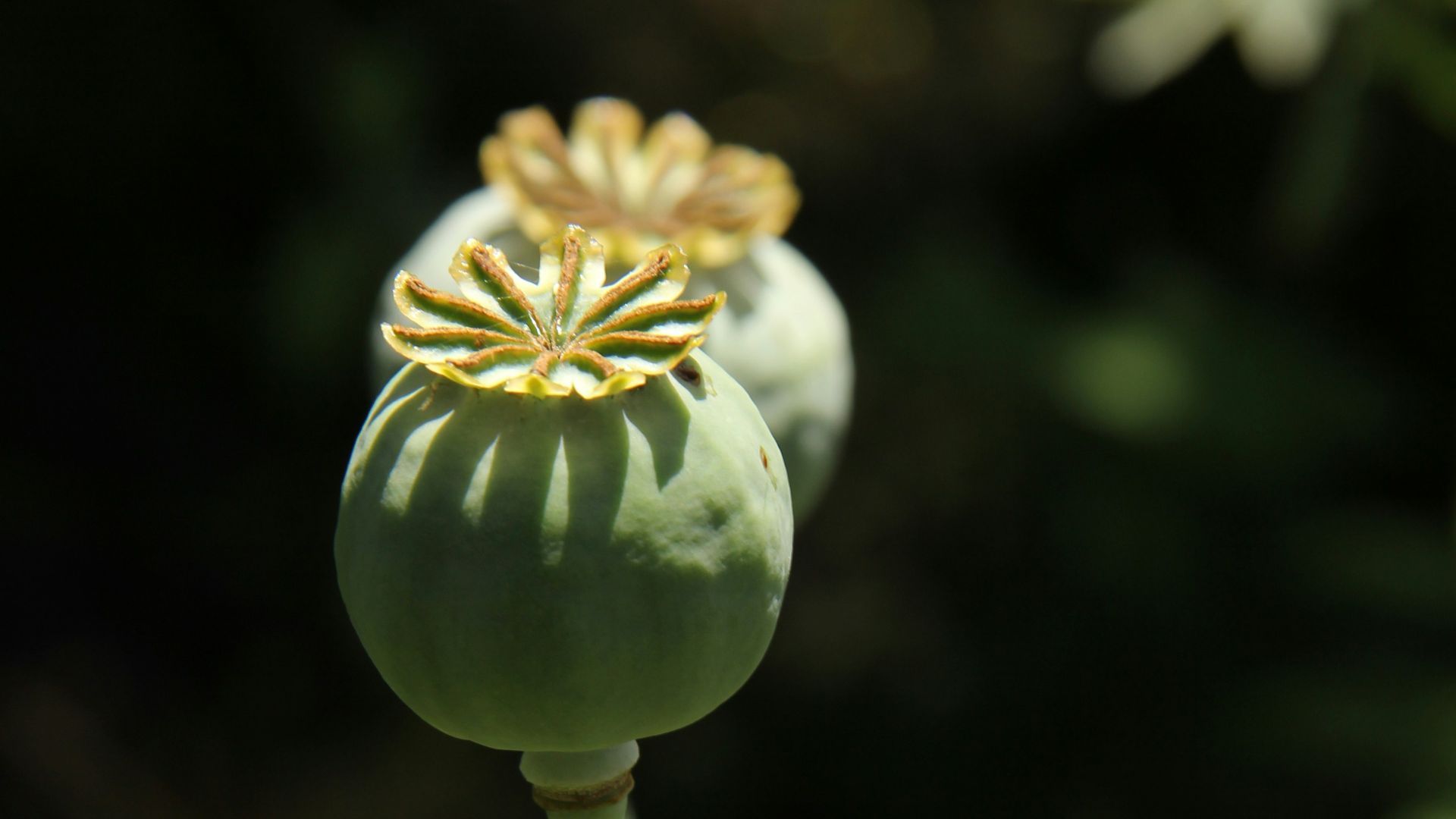 10. L'automédication à base de remèdes brevetés à base d'opium