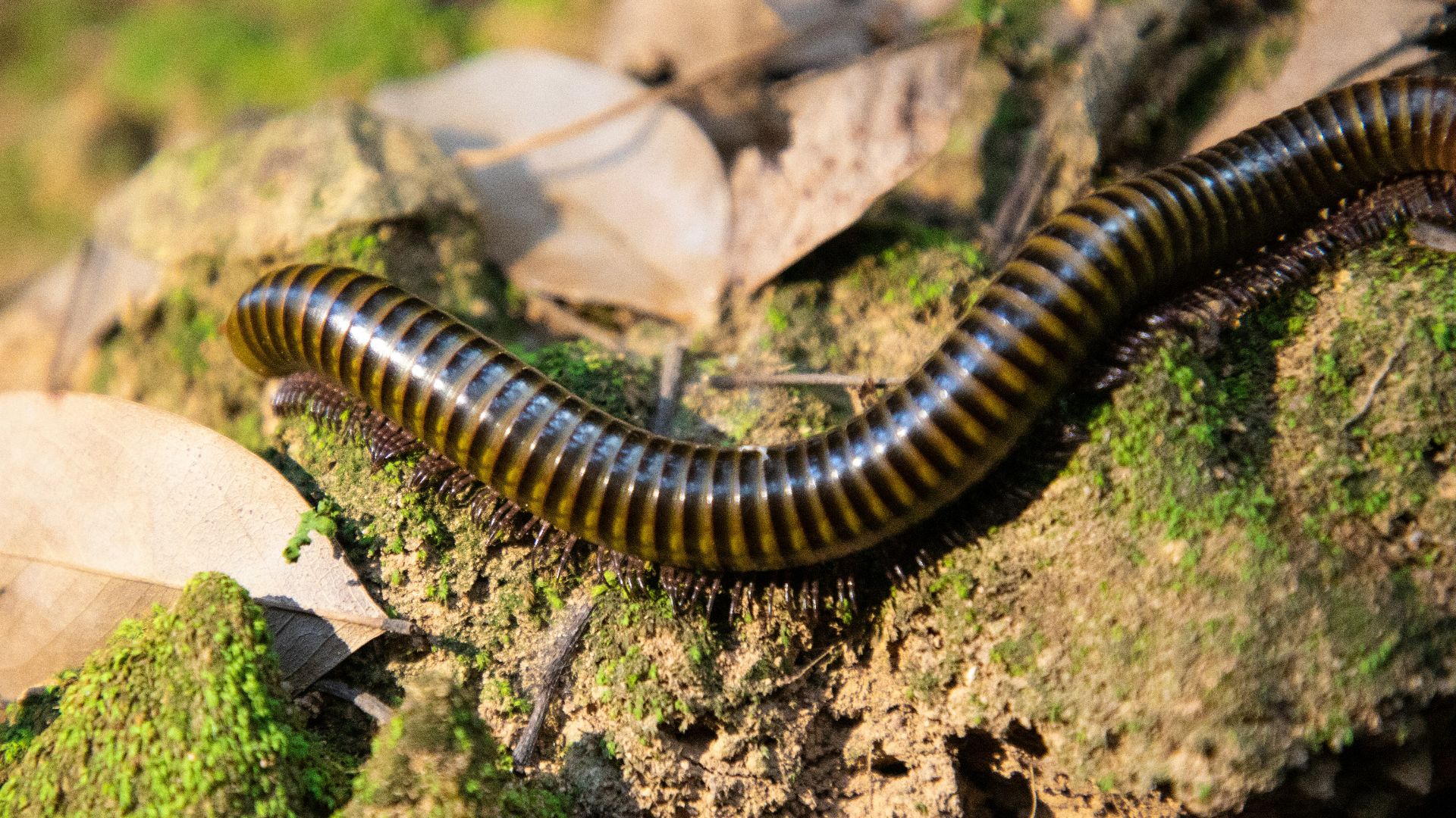 17. Les méga-mille-pattes