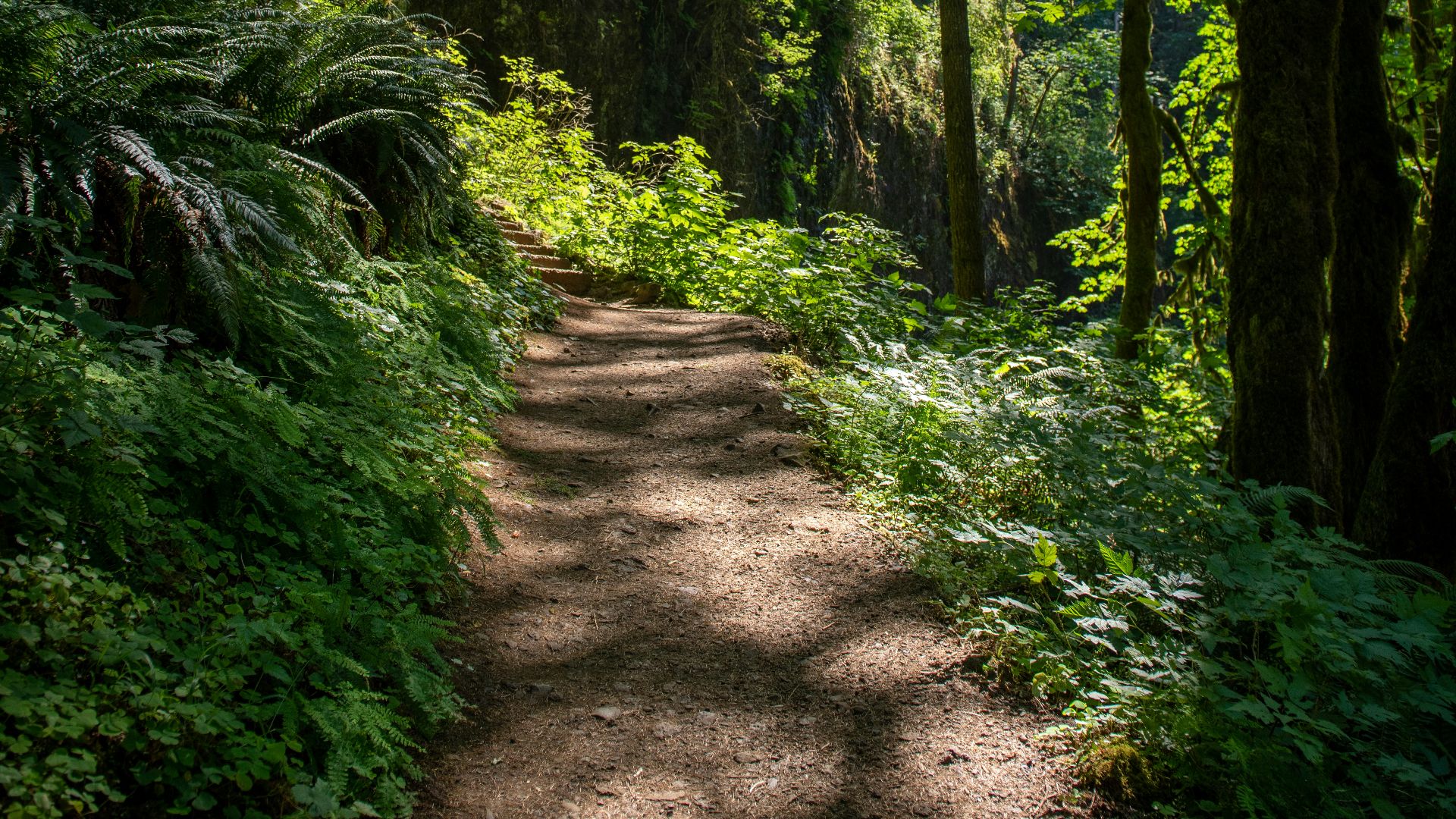 10. Parcourez un sentier de randonnée local