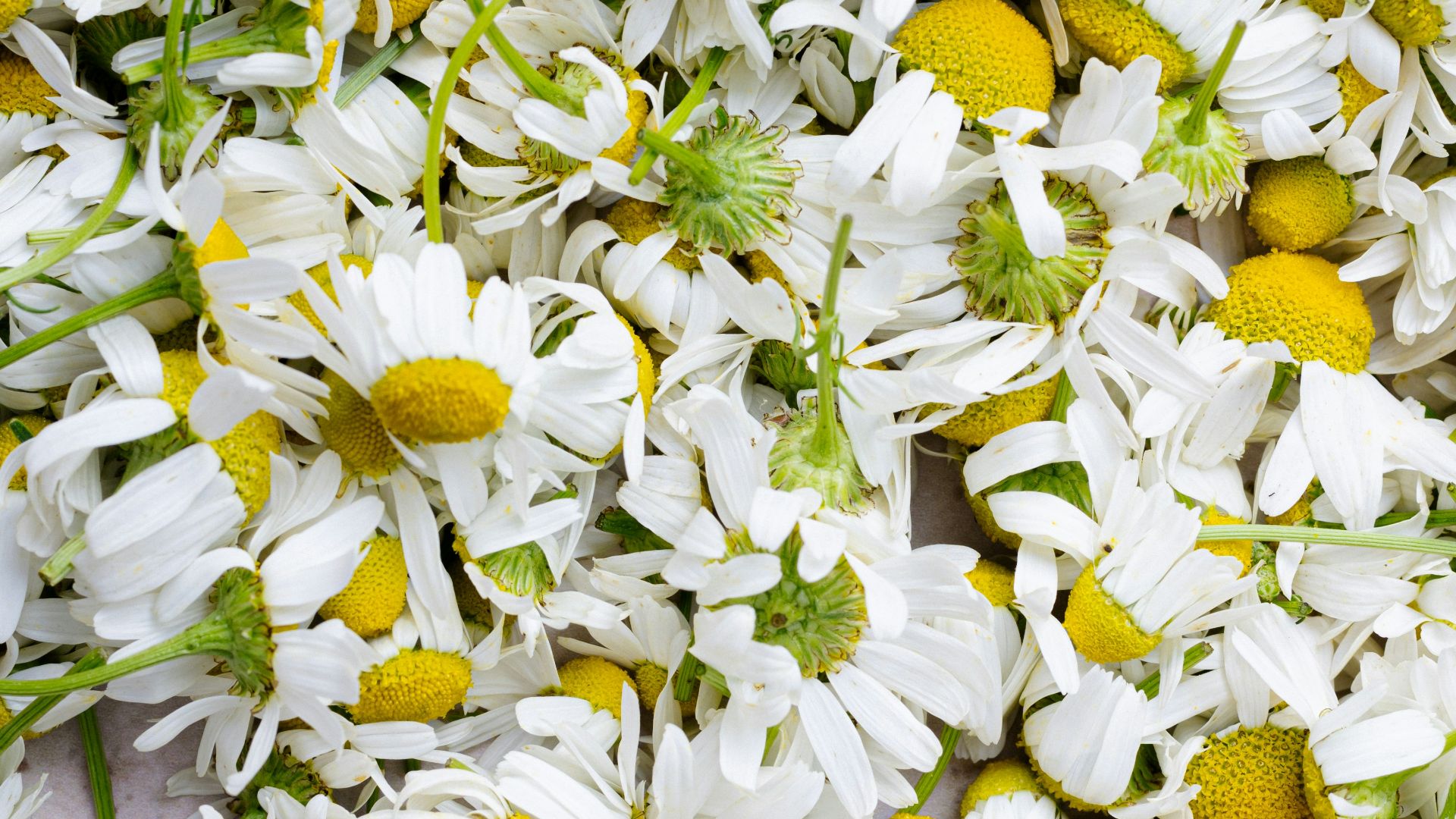 18. Les gens ont essayé de soulager la douleur