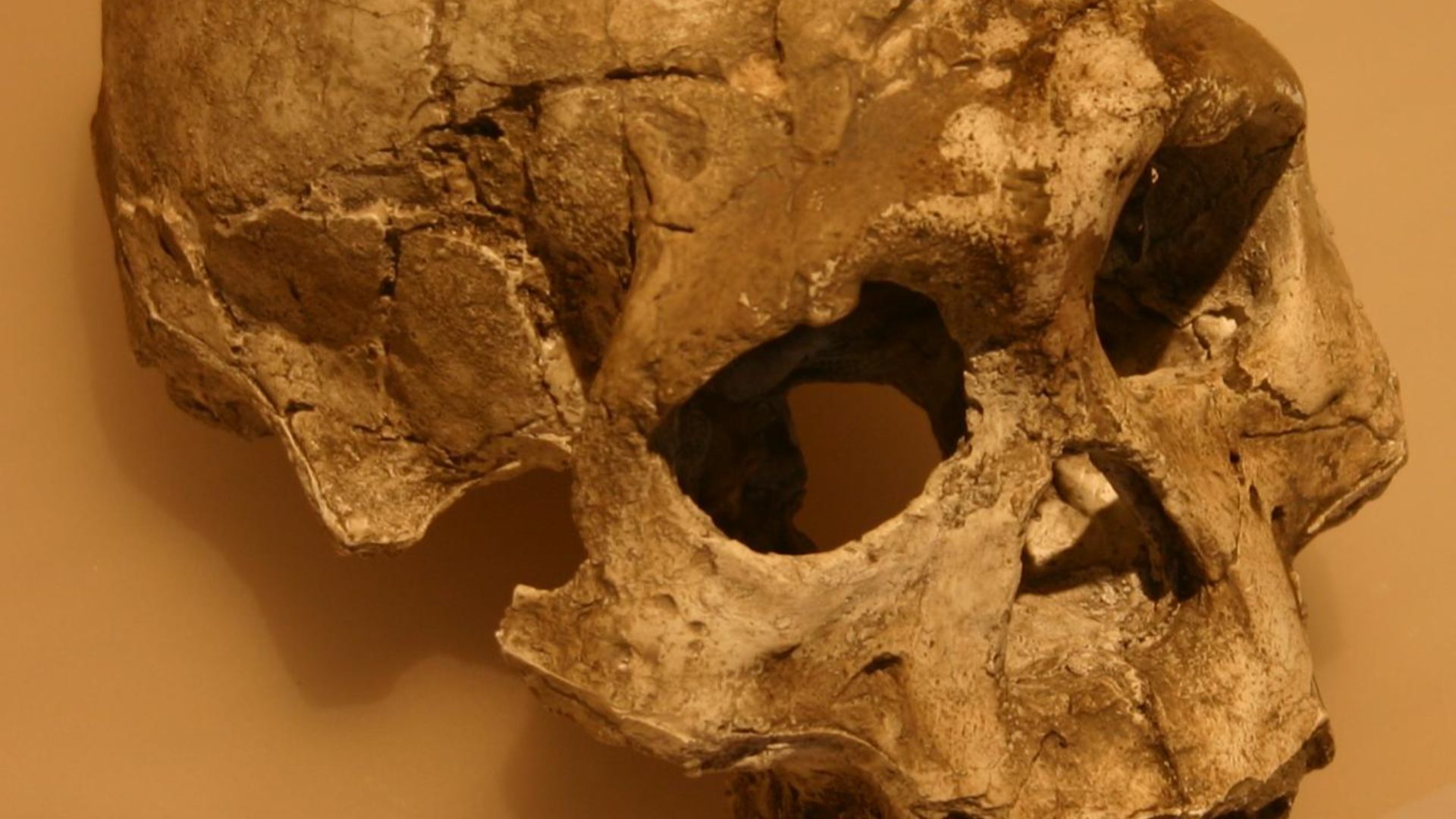 12. Les crânes de Dmanisi