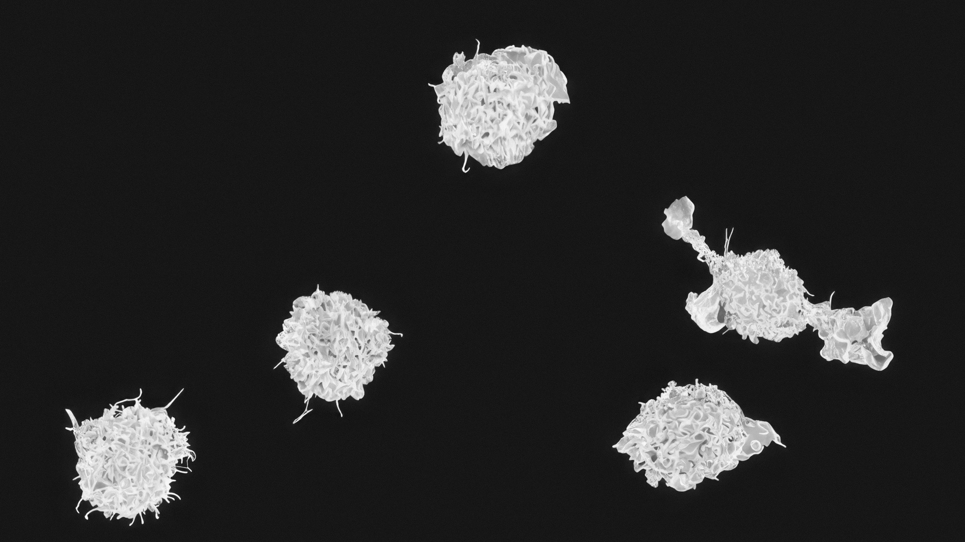 16. Les globules blancs s'adaptent aux nouvelles menaces