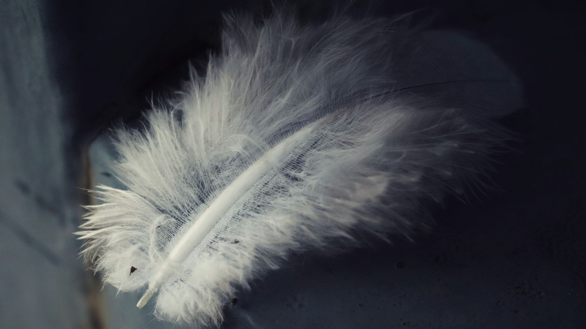 8. Coiffes à plumes
