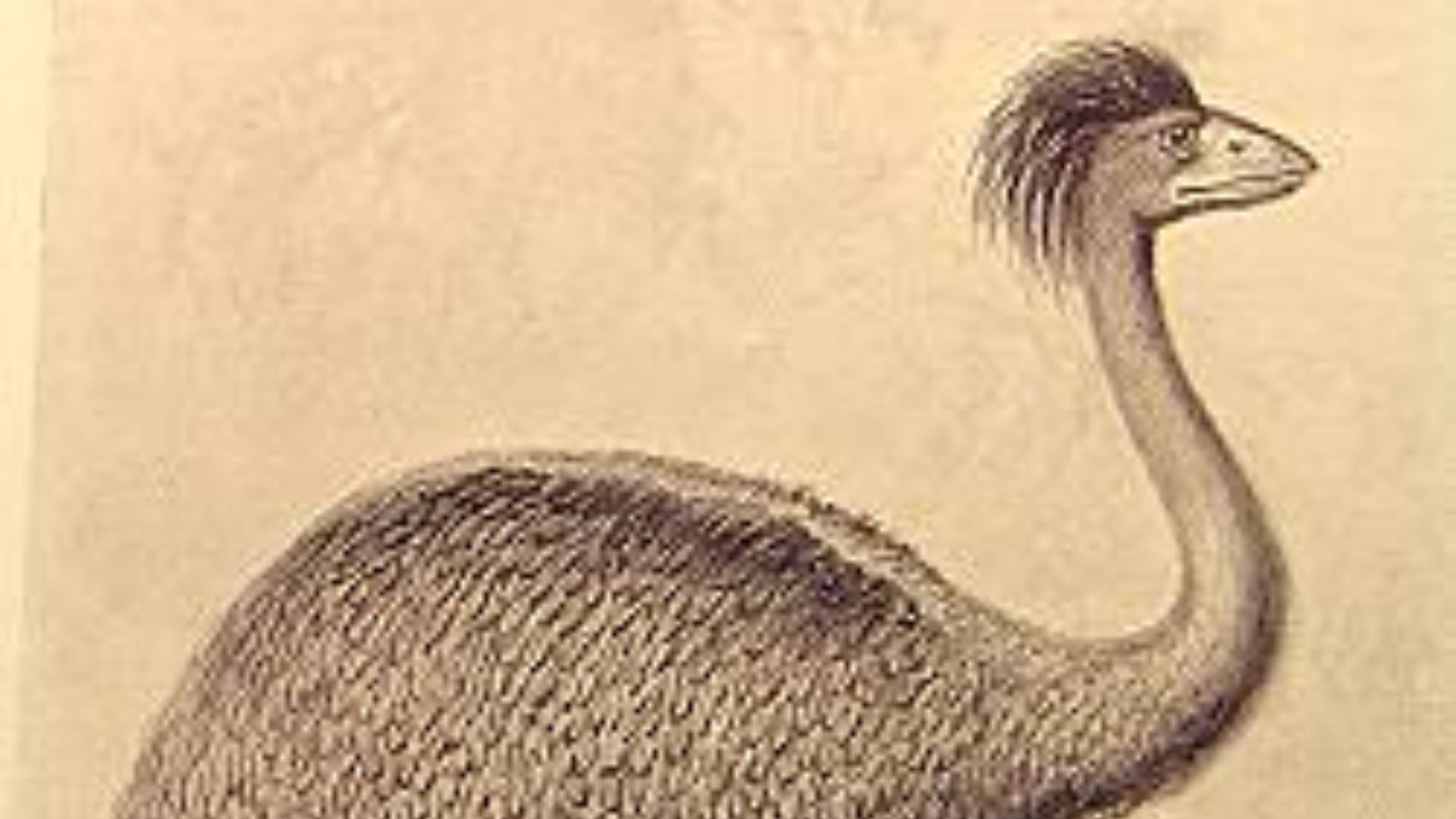 10. L'oiseau-éléphant