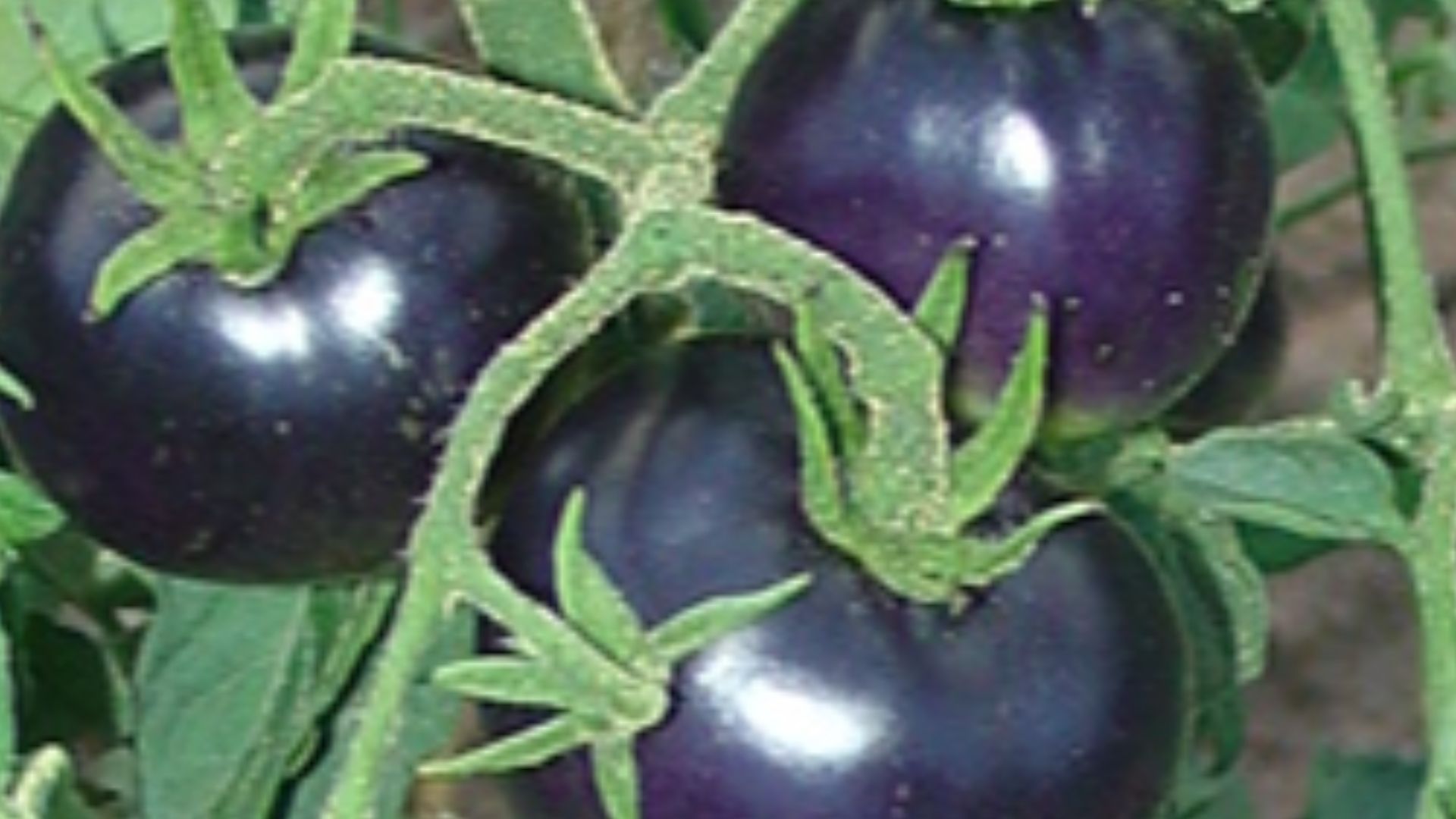 1. La tomate violette