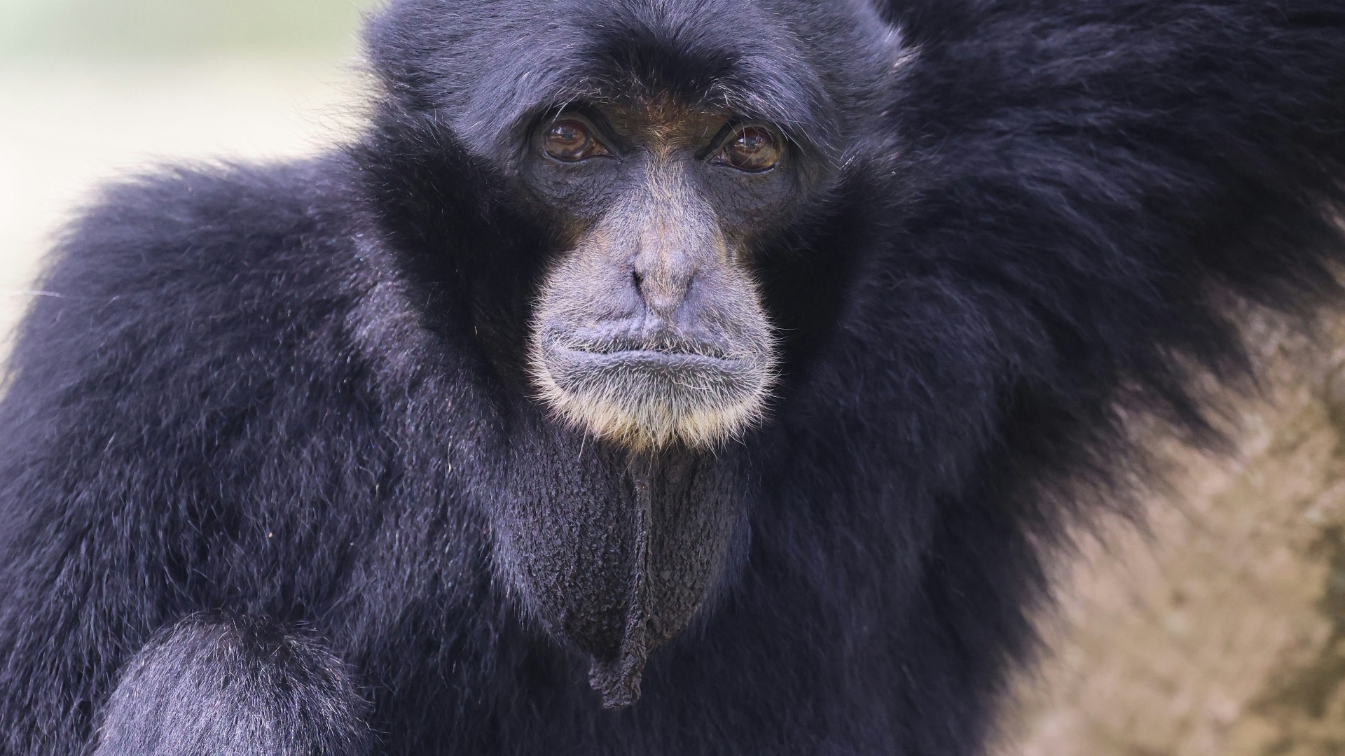 15. L'homme-singe de Delhi