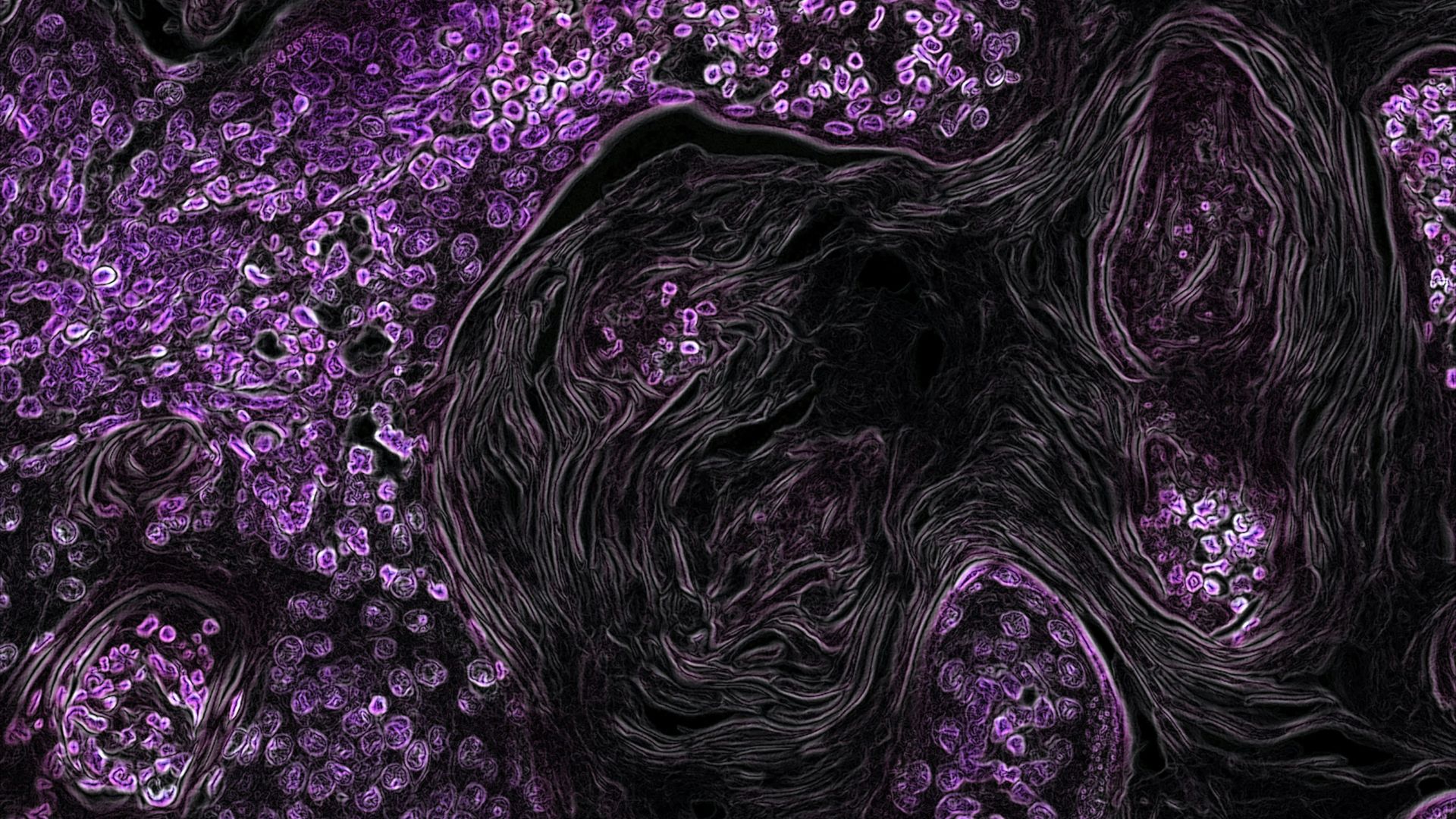 13. Les cellules STAP de Haruko Obokata