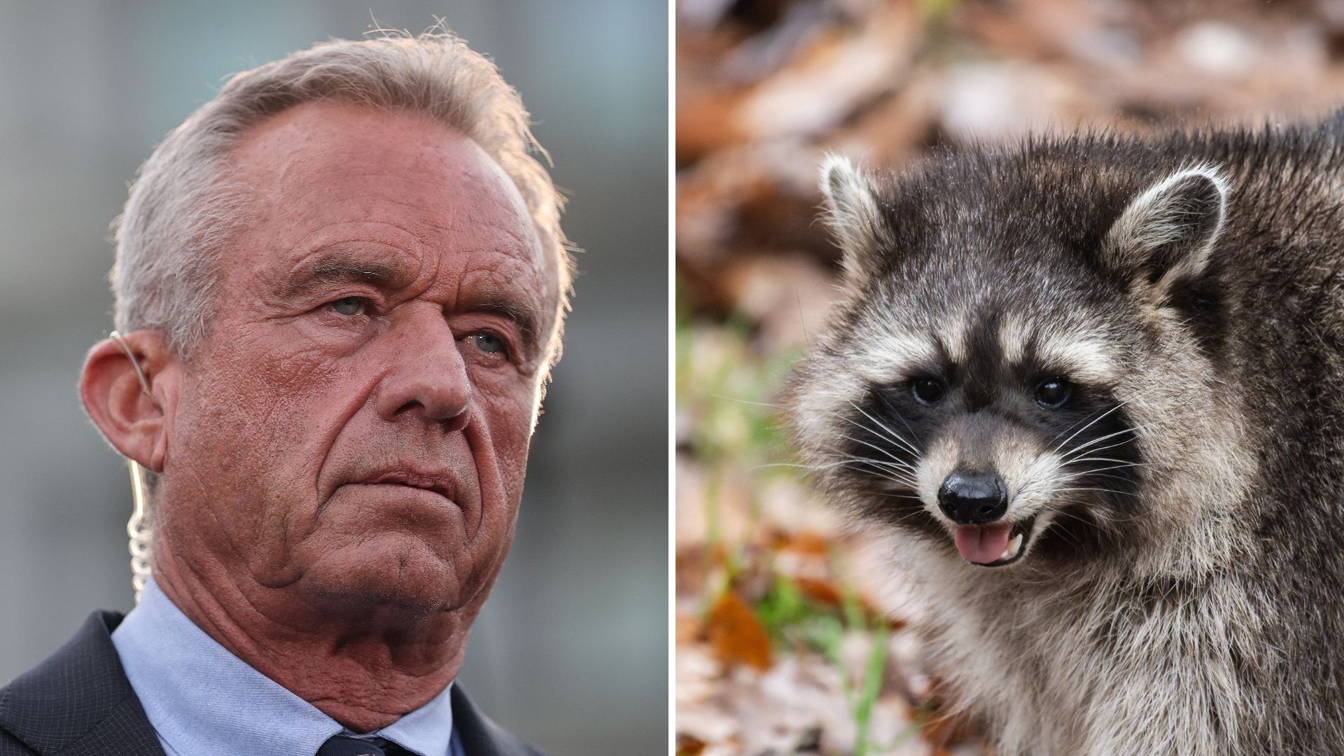 RFK Jr. Says He Cut Off Raccoon Genitals During Family Car Ride