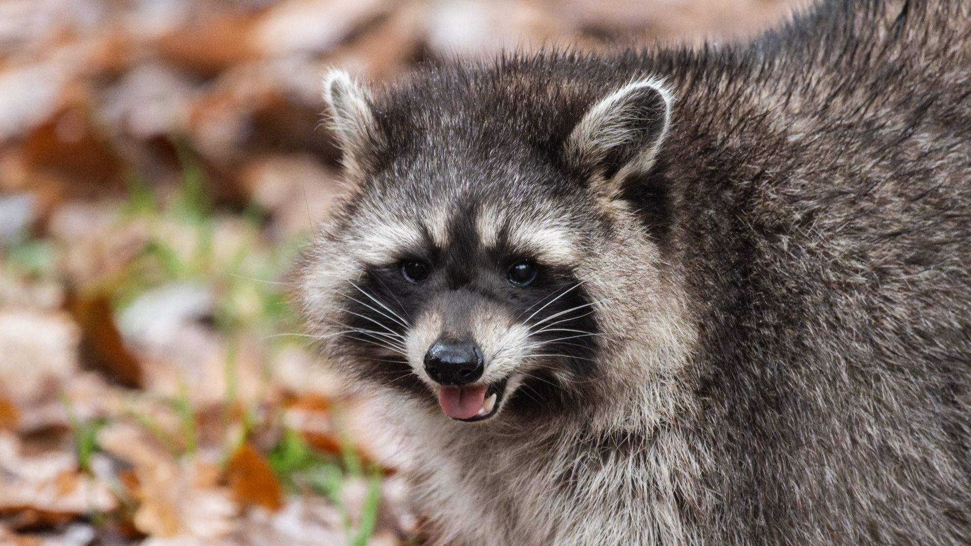 A road killed raccoon