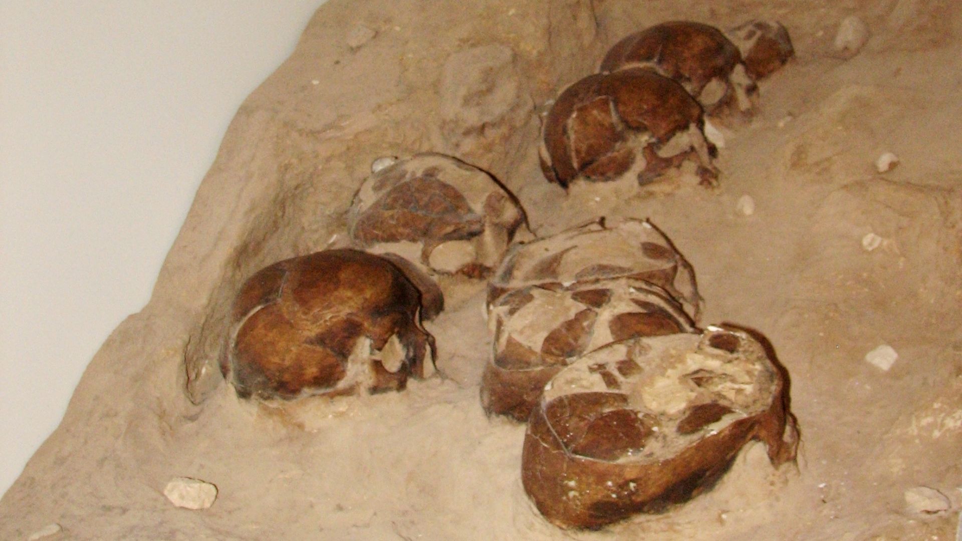 15. Les crânes de Jéricho, au Levant