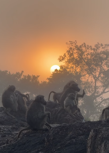 Little monkeys