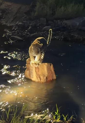 This leopard